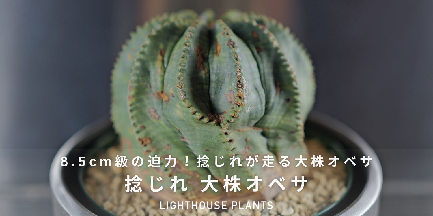 8.5cm級の迫力!捻じれが走る大株オベサ