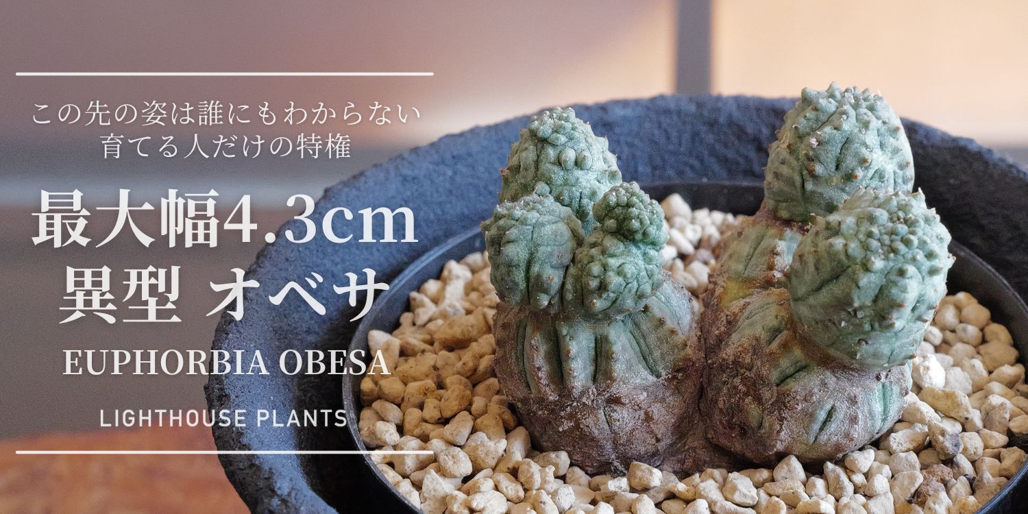 10.31.SAT.20時販売 / この先の姿は誰にもわからない、育てる人だけの特権 マイクロオベサ