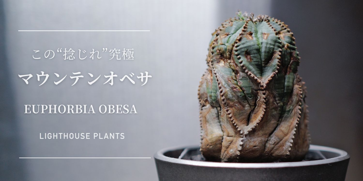 この”捻じれ”究極!!モンスト マウンテン オベサ