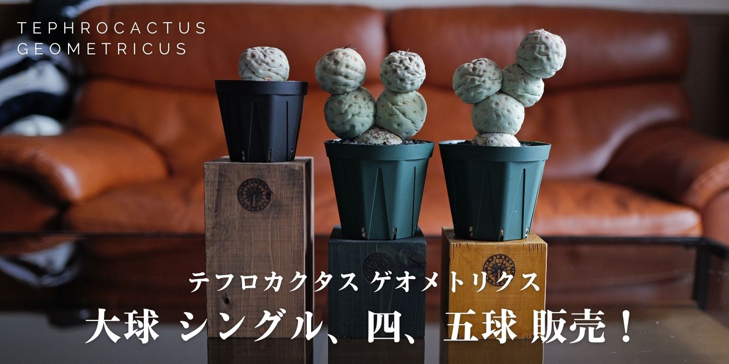 3球・5球✕2のテフロカクタス ゲオメトリクス 販売のお知らせ