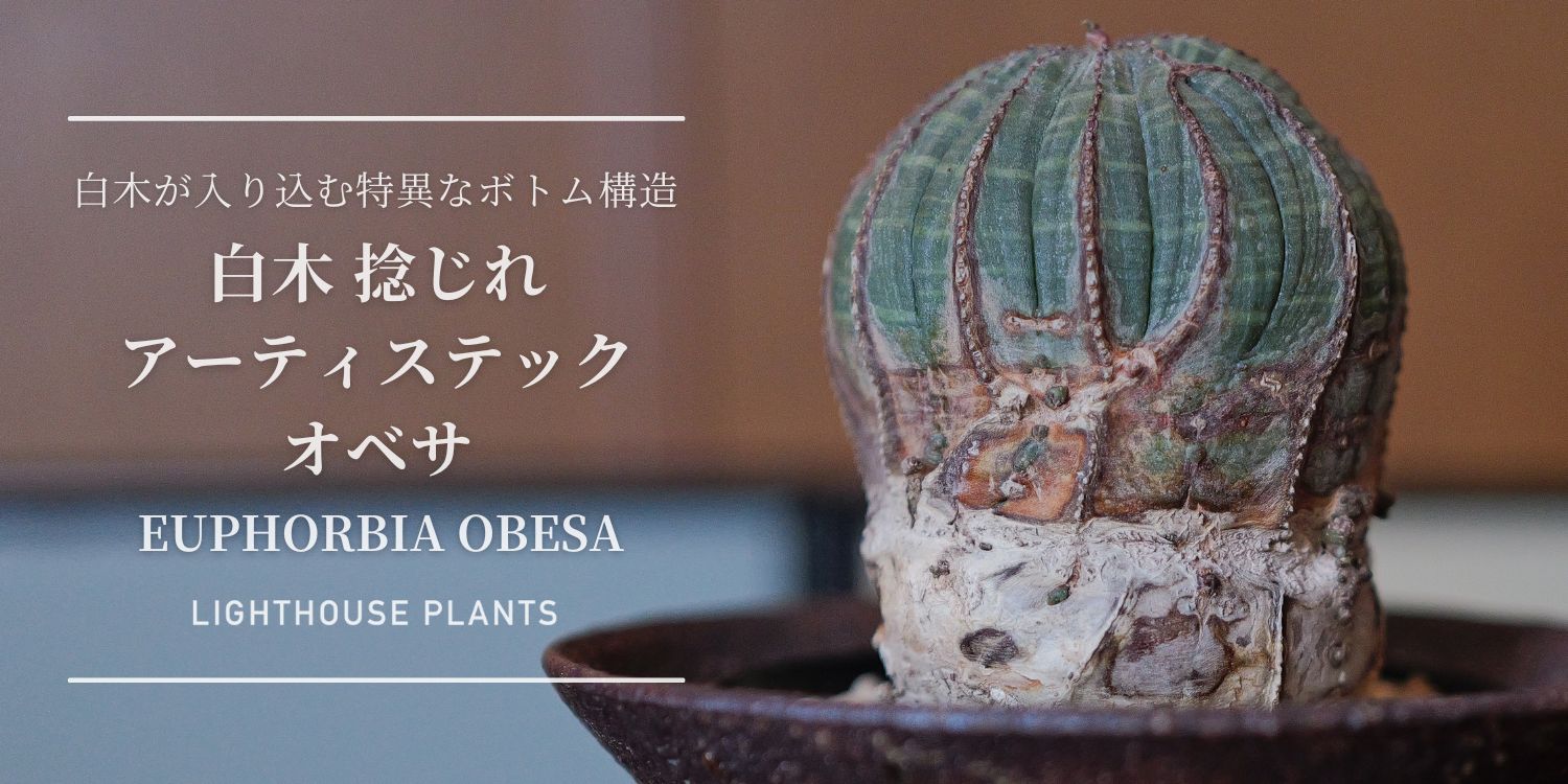 白木が入り込む特異なボトム構造 アースティック オベサ