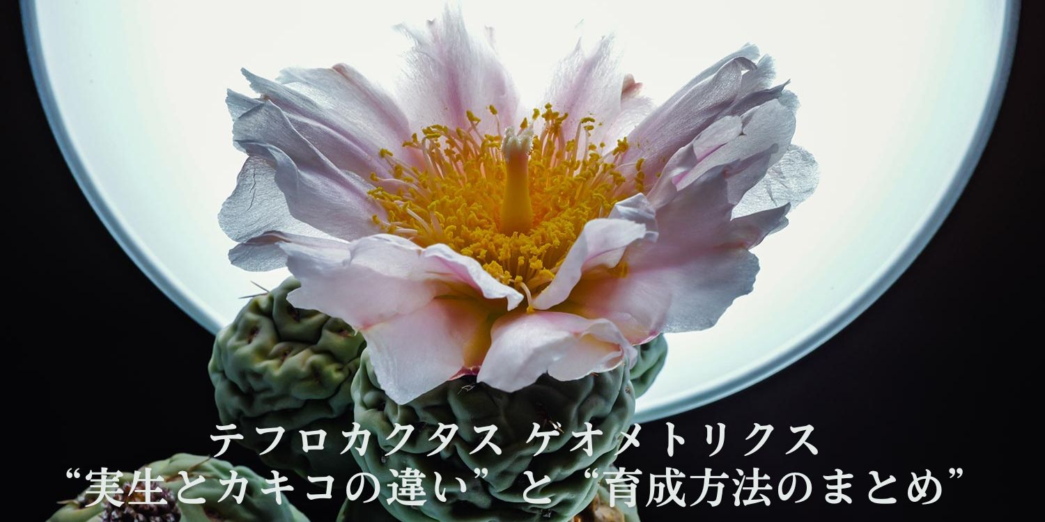 【保存版】テフロカクタス ゲオメトリクス 実生とカキコの違いと育成方法
