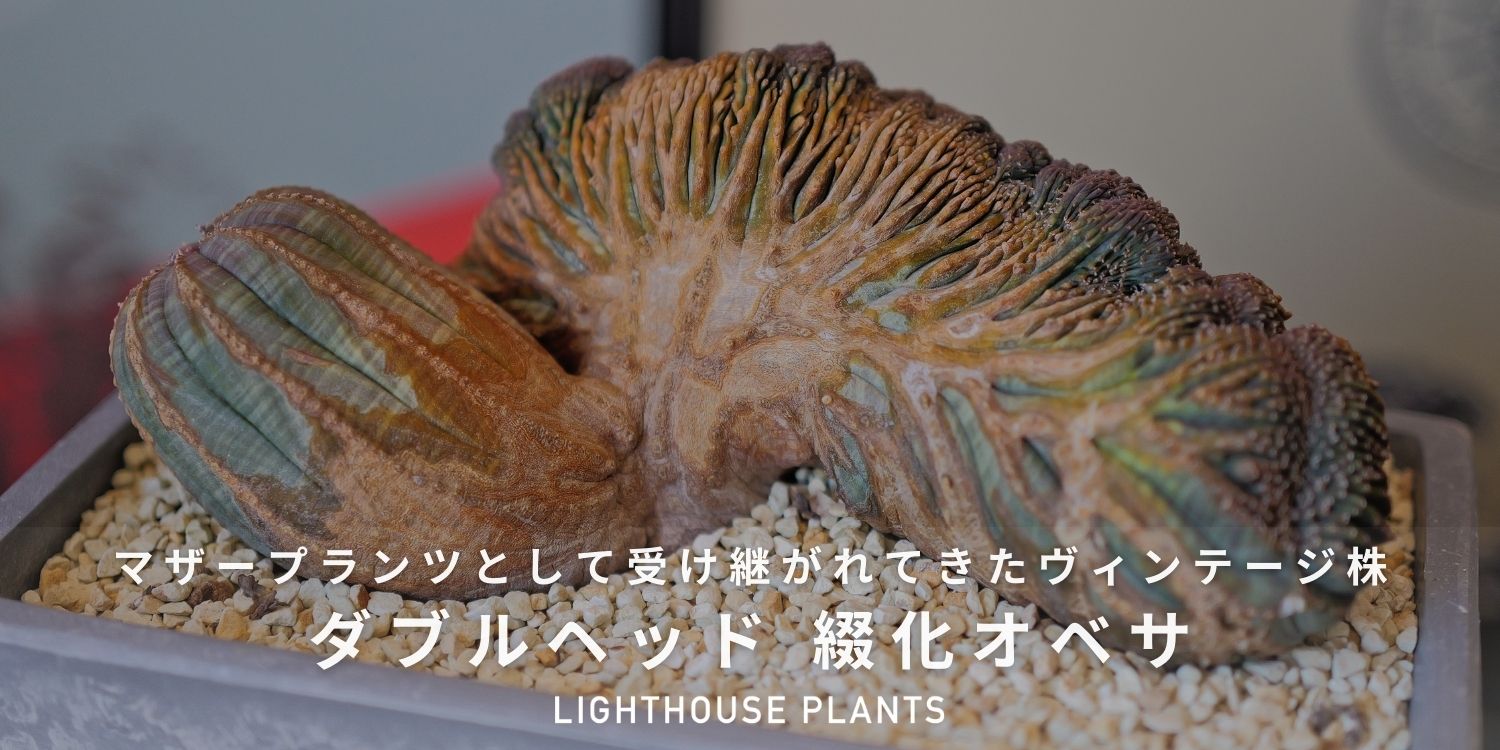 マザープランツとして受け継がれてきたヴィンテージ オベサ