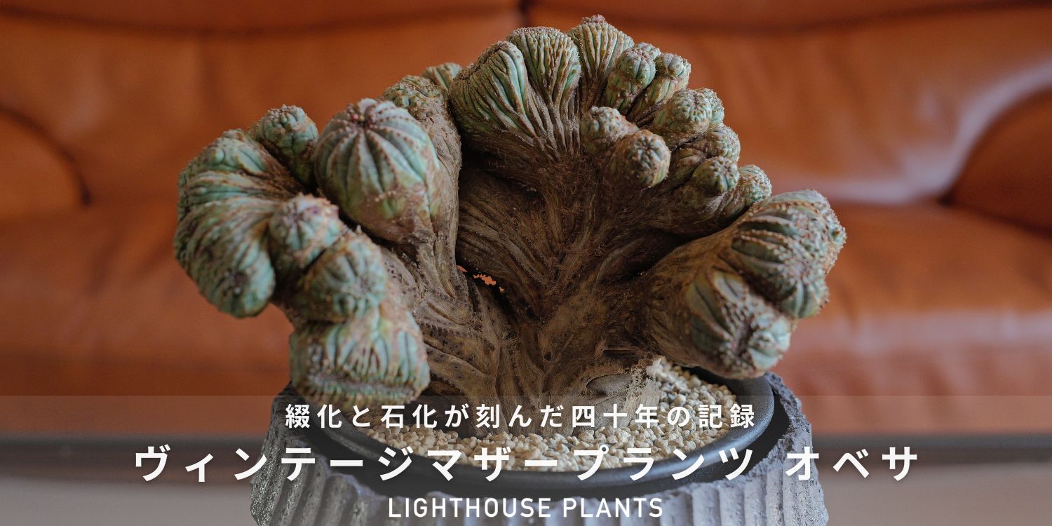 BLOG | LIGHTHOUSE.PLANTS - 海外実生株のオベサなど輸入植物を販売