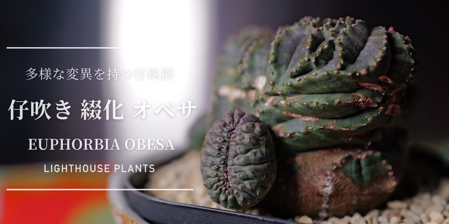 多様な変異を持つ仔株群 仔吹き綴化 オベサ
