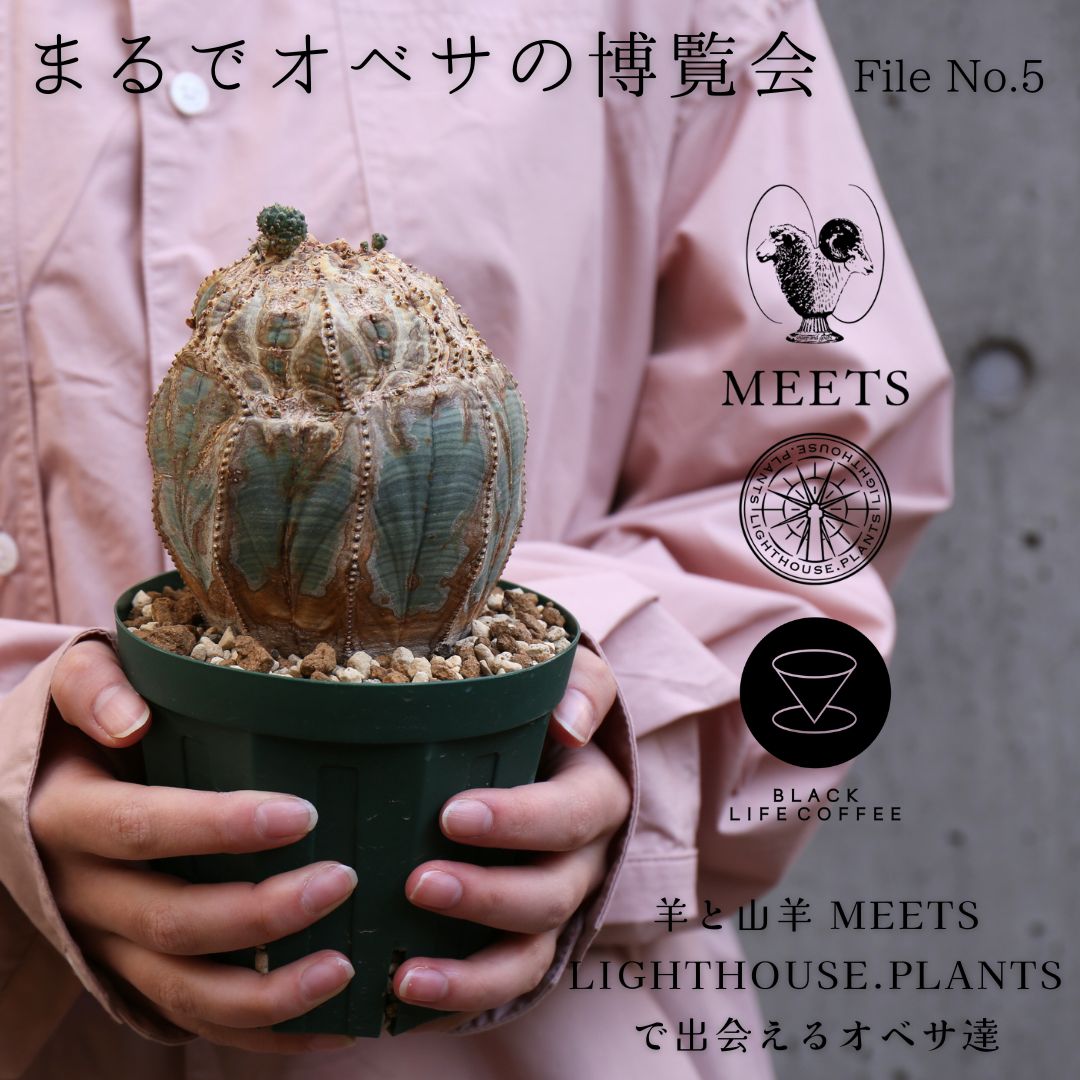 まるでオベサの博覧会 羊と山羊 MEETS LIGHTHOUSE.PLANTSで出会えるオベサ達 5