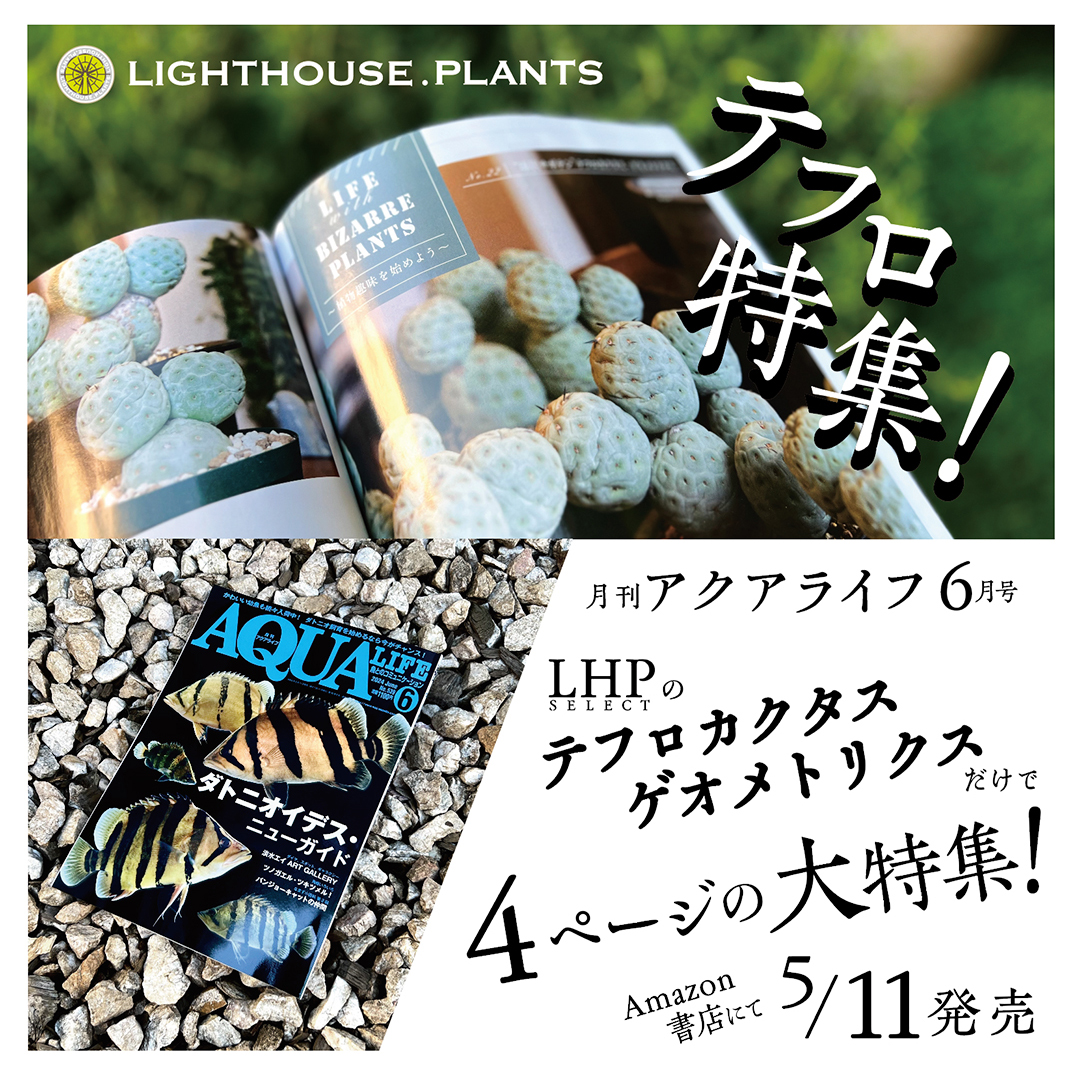 アクアライフ 6月号にLIGHTHOUSE.PLANTSのテフロカクタス ゲオメトリクス 大特集！