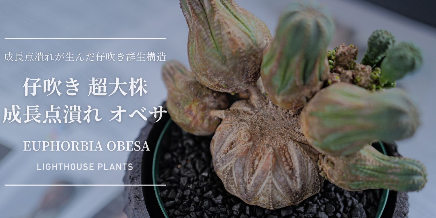 成長点潰れが生んだ仔吹き群生構造 仔吹き 成長点潰れ オベサ