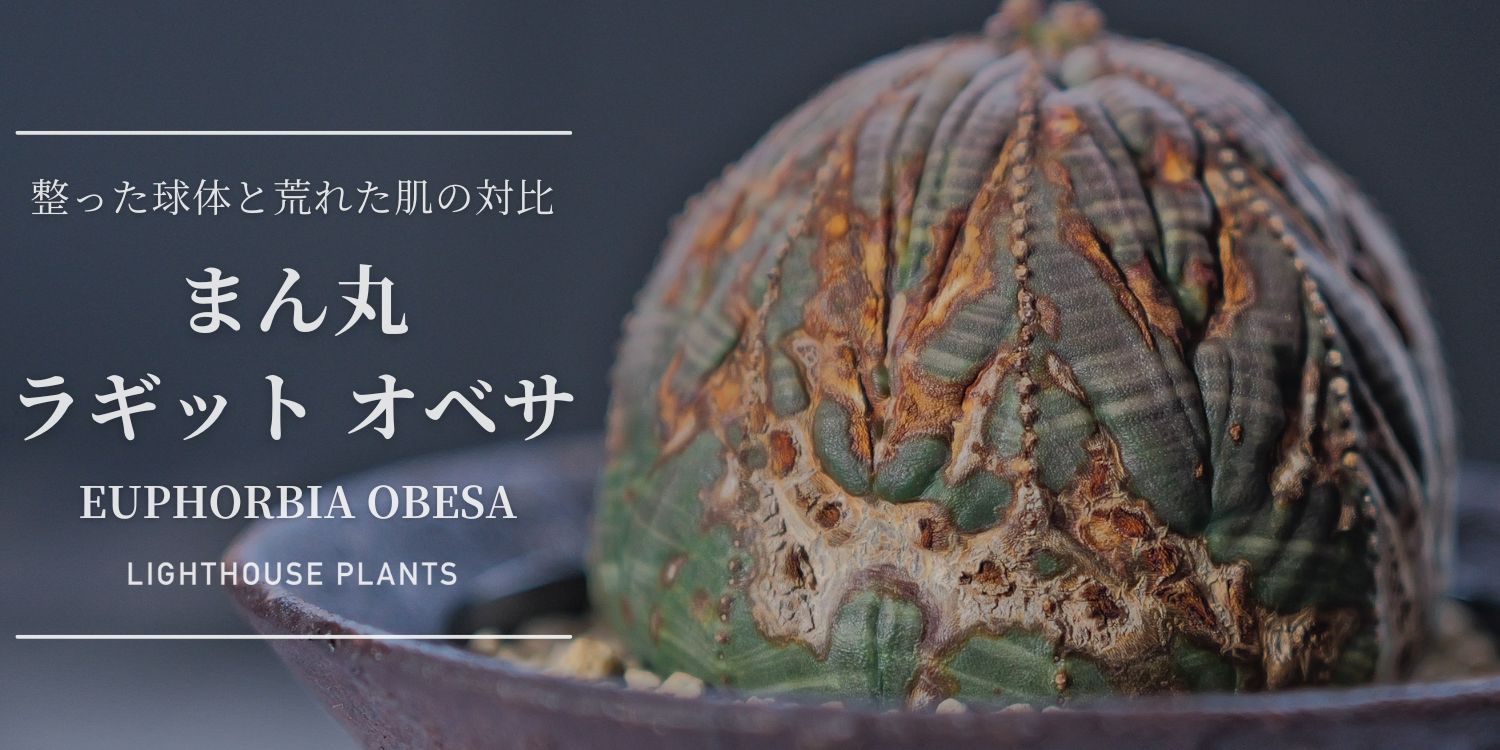 整った球体と荒れた肌の対比。まん丸 ラギットオベサ