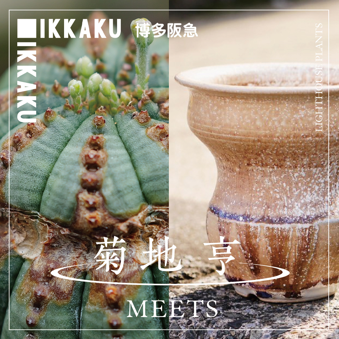 【作家紹介】菊地亨氏 IKKAKU 博多阪急 8/30-9/1開催