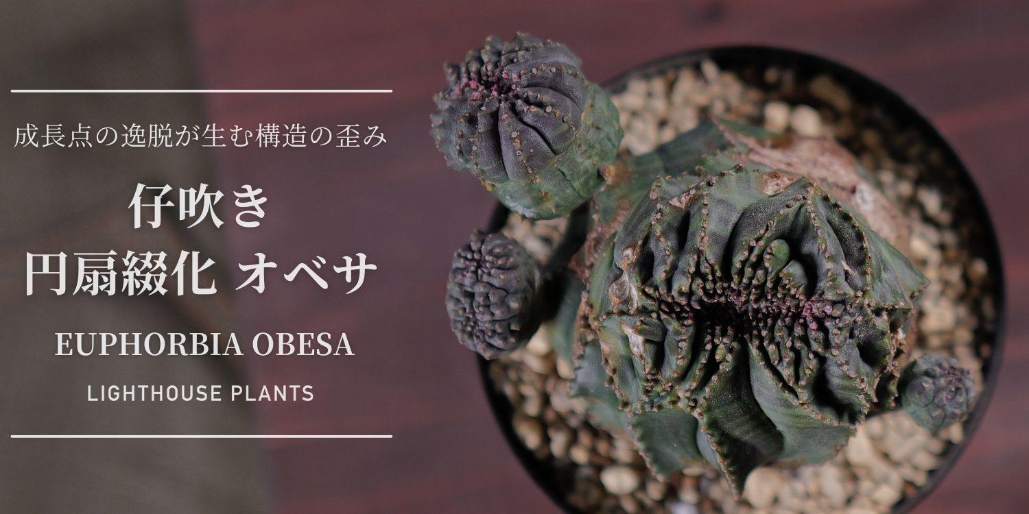 01.31 20時 販売 / 成長点の逸脱が生む構造の歪み。仔吹き 円扇綴化 オベサ