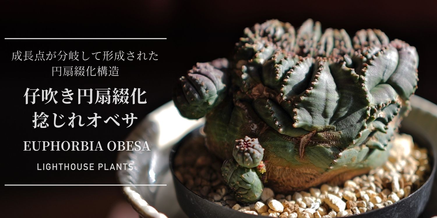 成長点が分岐して形成された円扇綴化構造 仔吹き捻じれオベサ