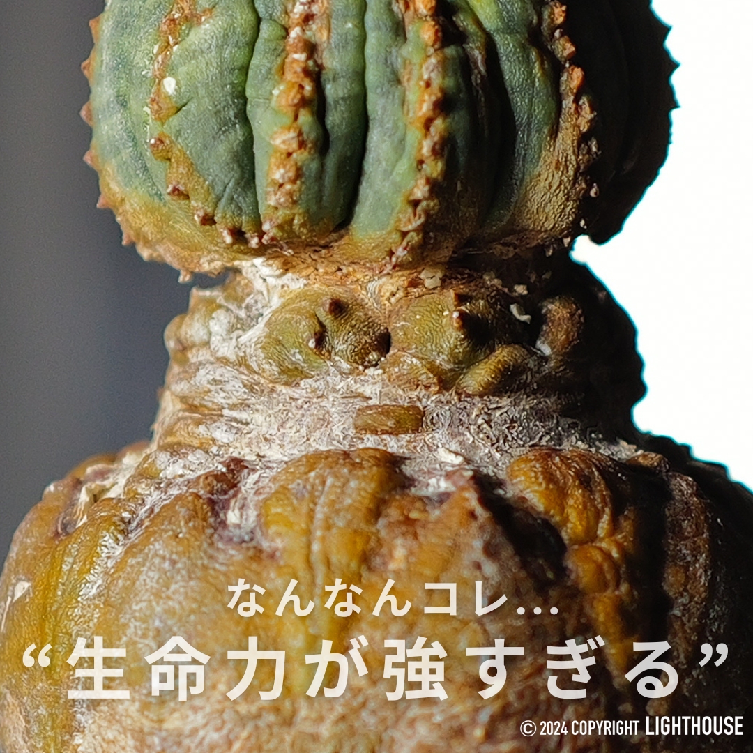 生命力が強すぎる”どマニアック オベサ”INDOOR JUNGLE掲載株