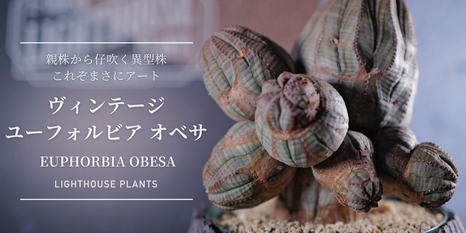 コレクター必見のレア株！超異型 仔吹き ヴィンテージ オベサ