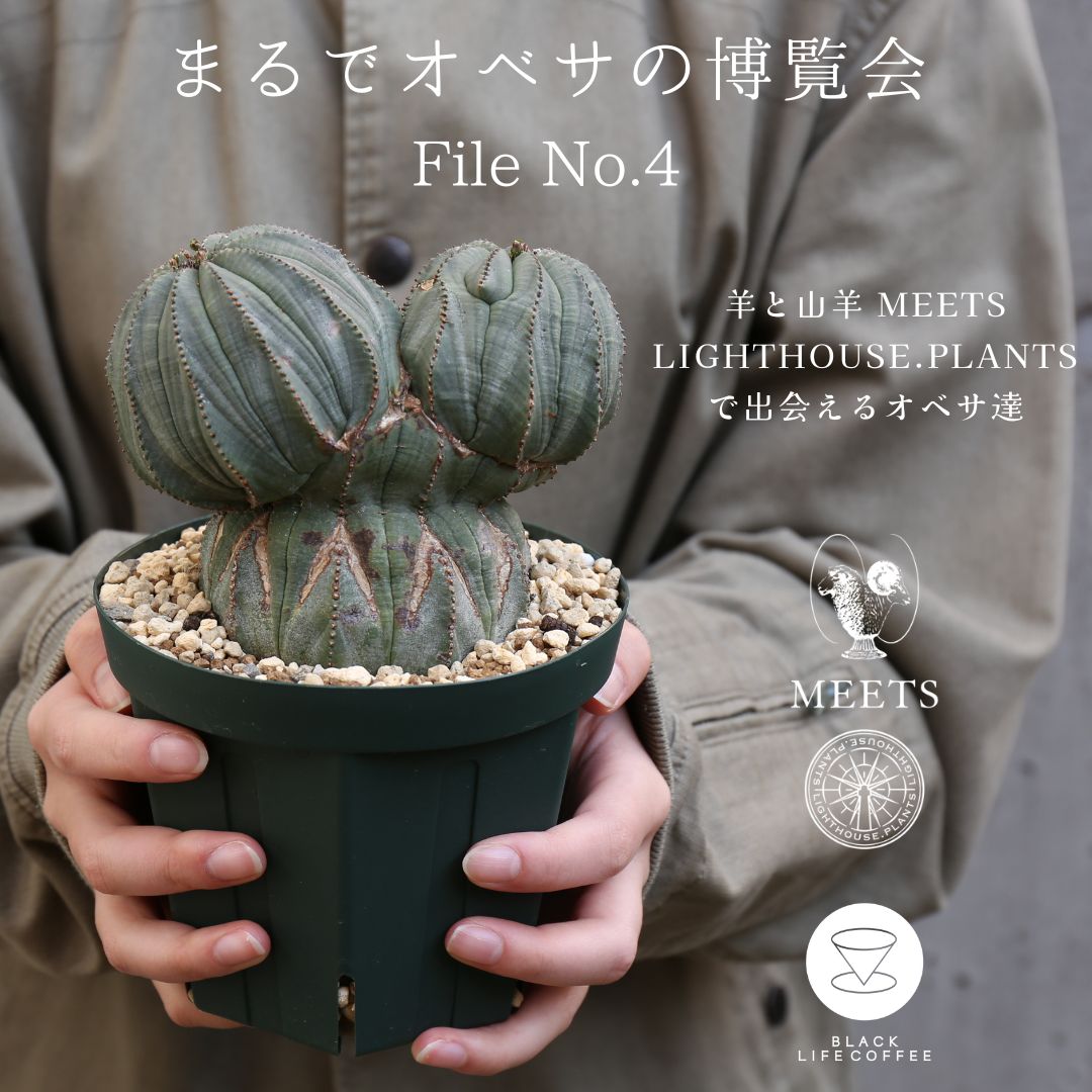 まるでオベサの博覧会 羊と山羊 MEETS LIGHTHOUSE.PLANTSで出会えるオベサ達 4