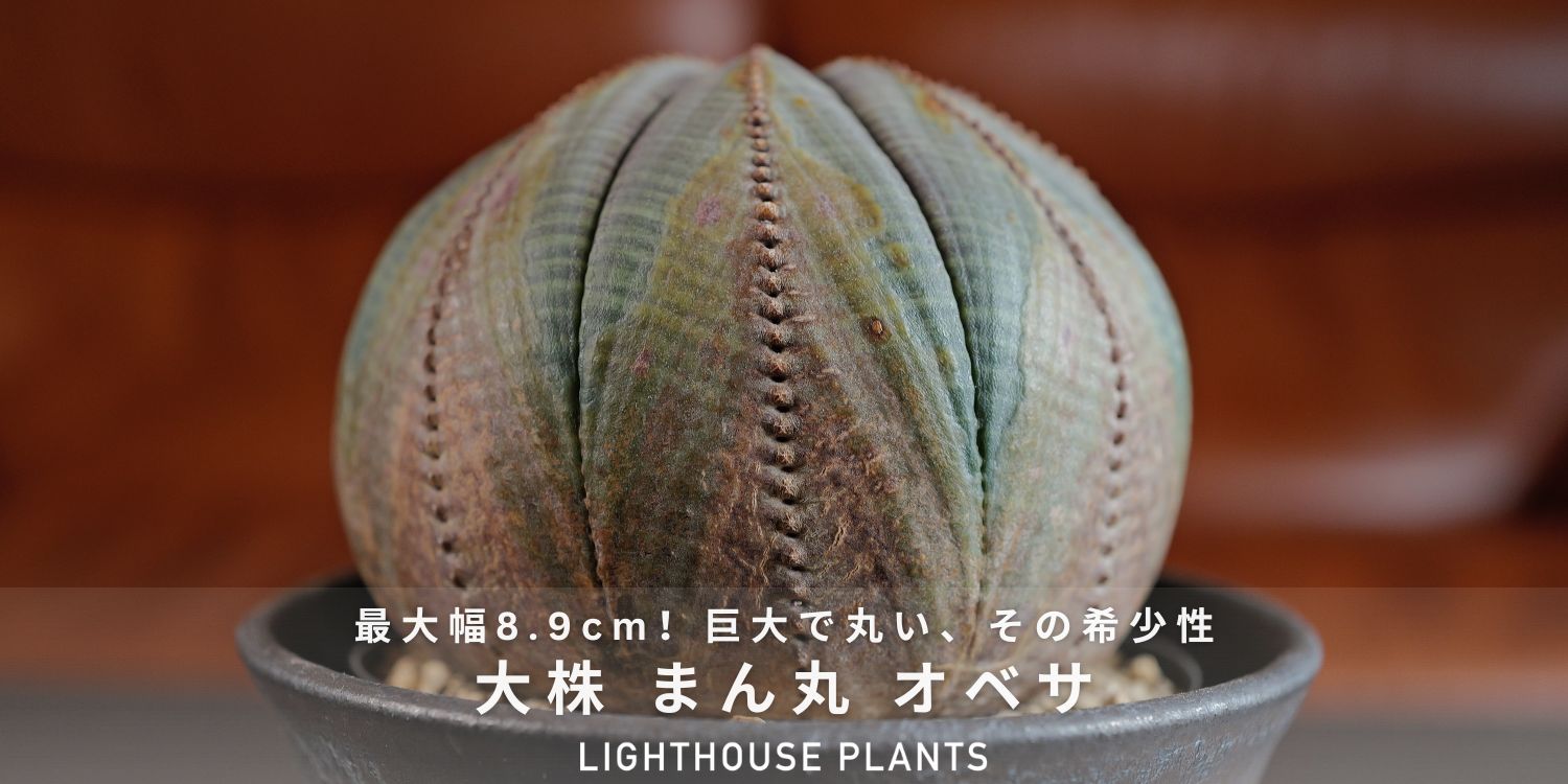 BLOG | LIGHTHOUSE.PLANTS - 海外実生株のオベサなど輸入植物を販売