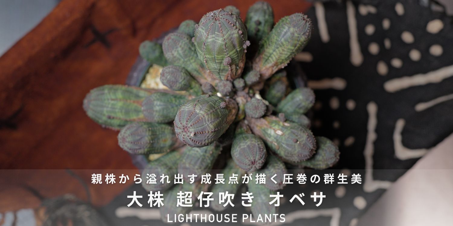 親株から溢れ出す成長点が描く圧巻の群生美 大株 超仔吹き オベサ
