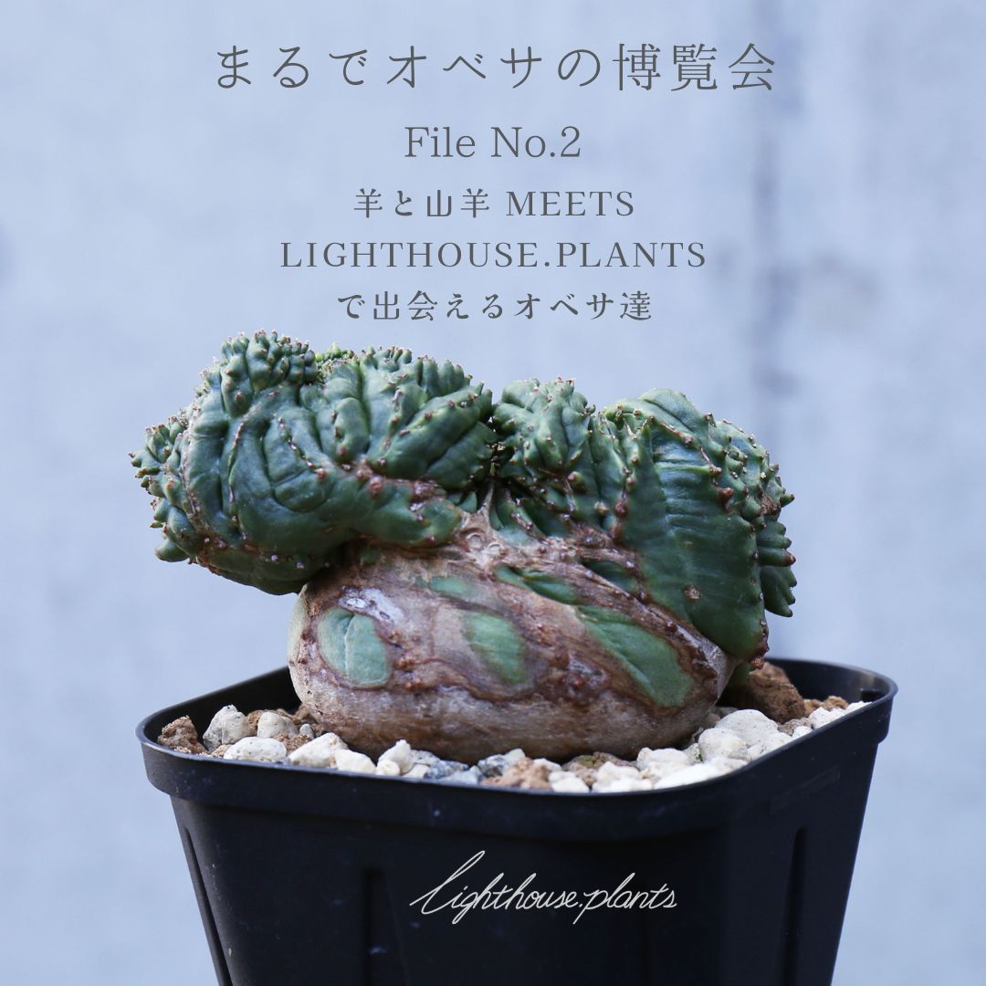 まるでオベサの博覧会 羊と山羊 MEETS LIGHTHOUSE.PLANTSで出会えるオベサ達 2