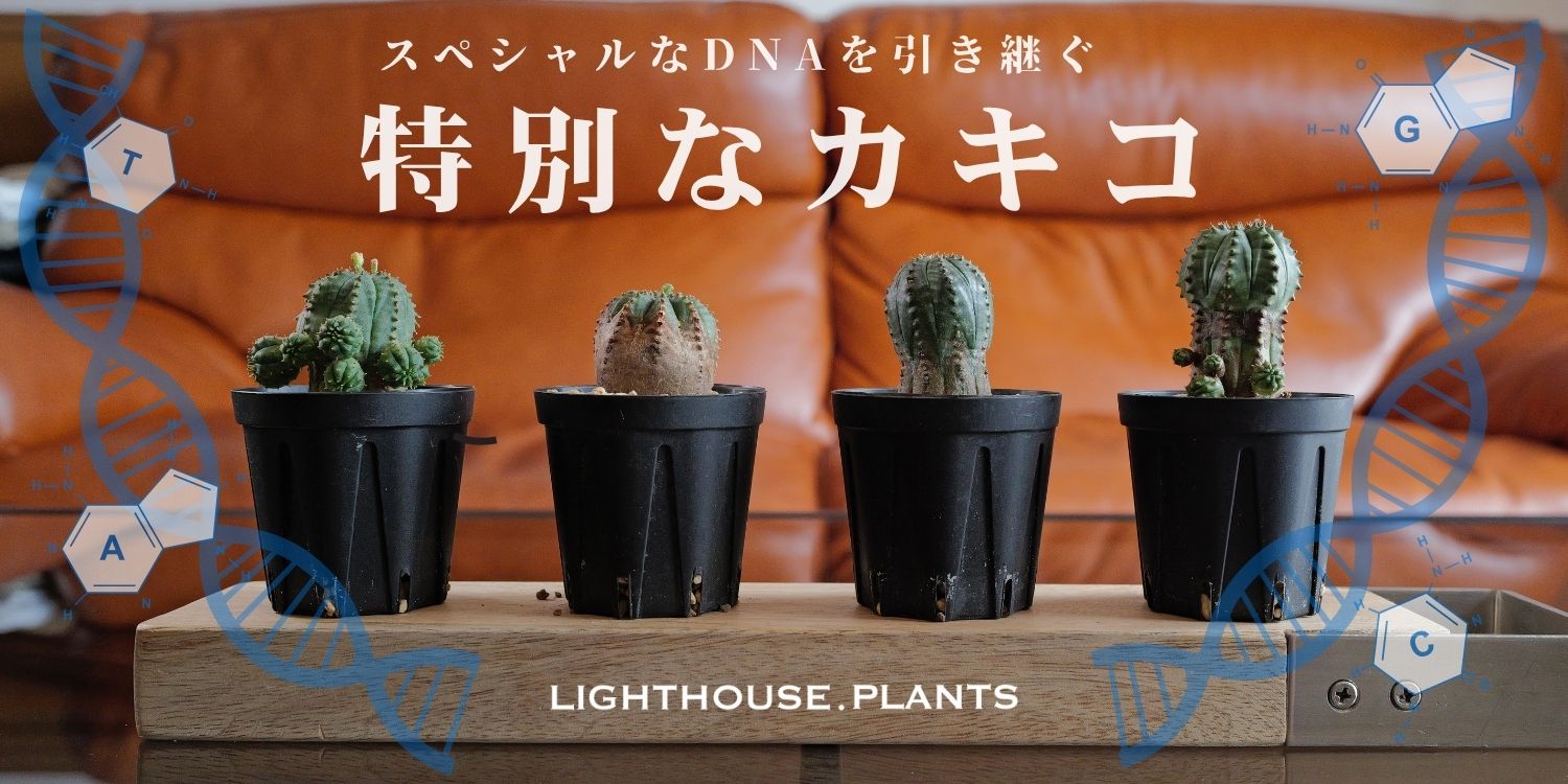 LIGHTHOUSE PLANTSの特別なDNAを引き継ぐカキコ株!