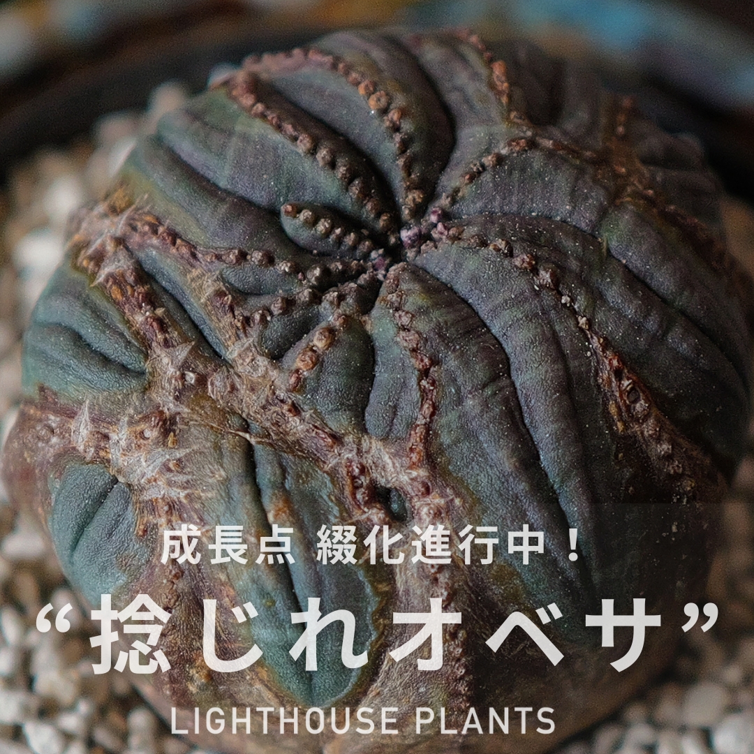 成長点 綴化進行中！激しく捻じれたモンスト ユーフォルビ オベサ