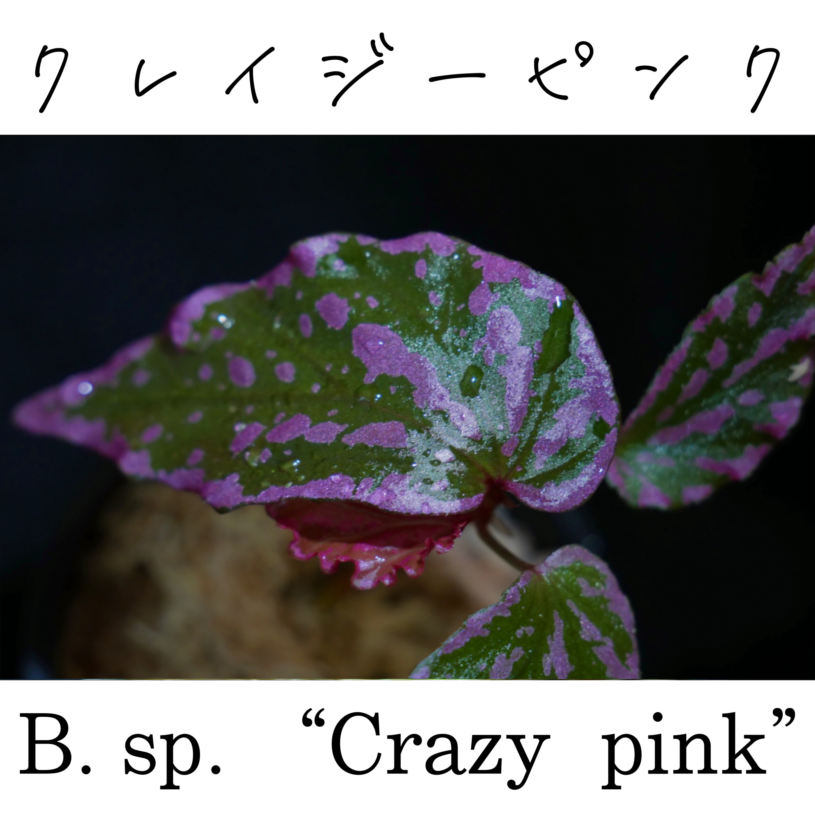ベゴニア・クレイジーピンク
