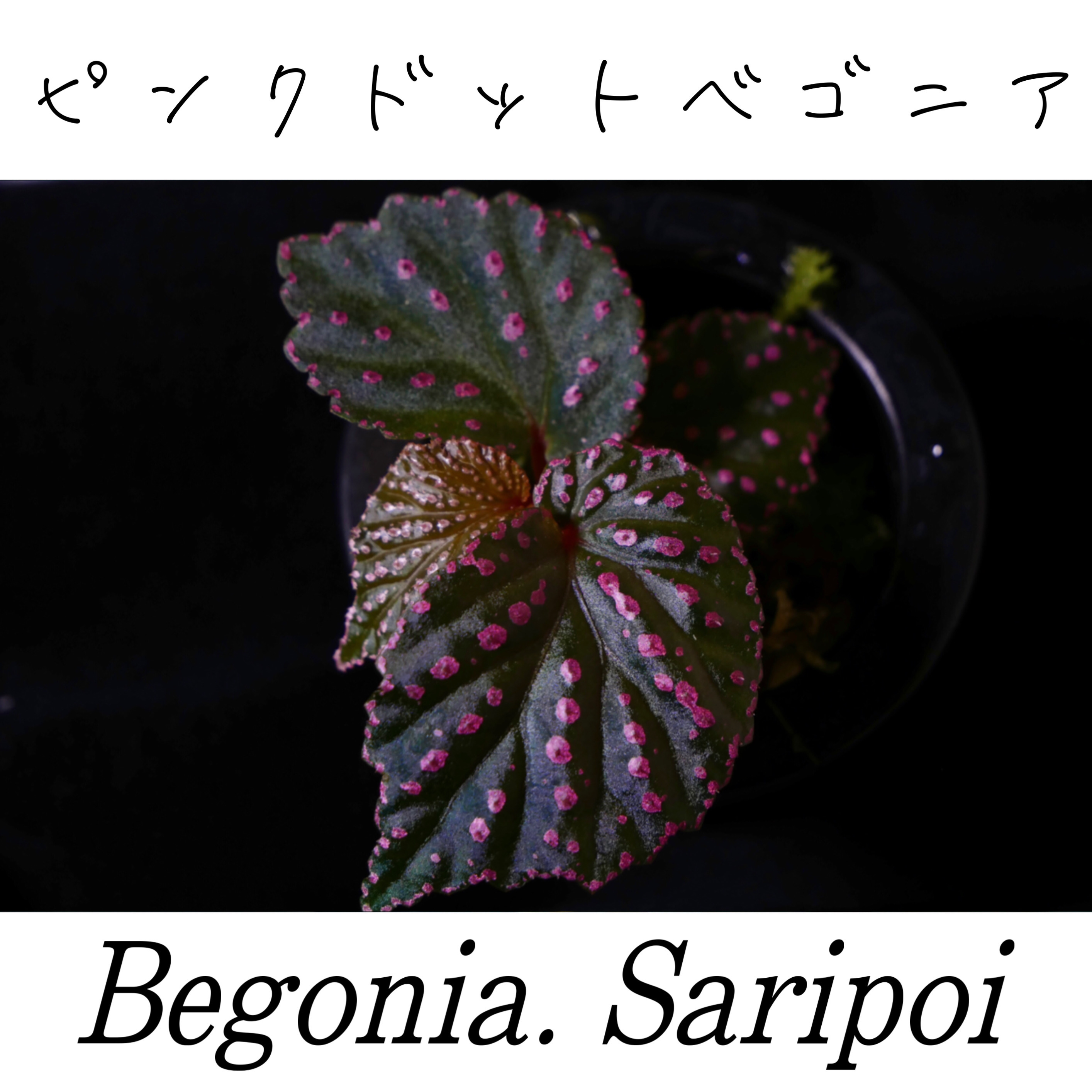 ベゴニア・サリポイ
