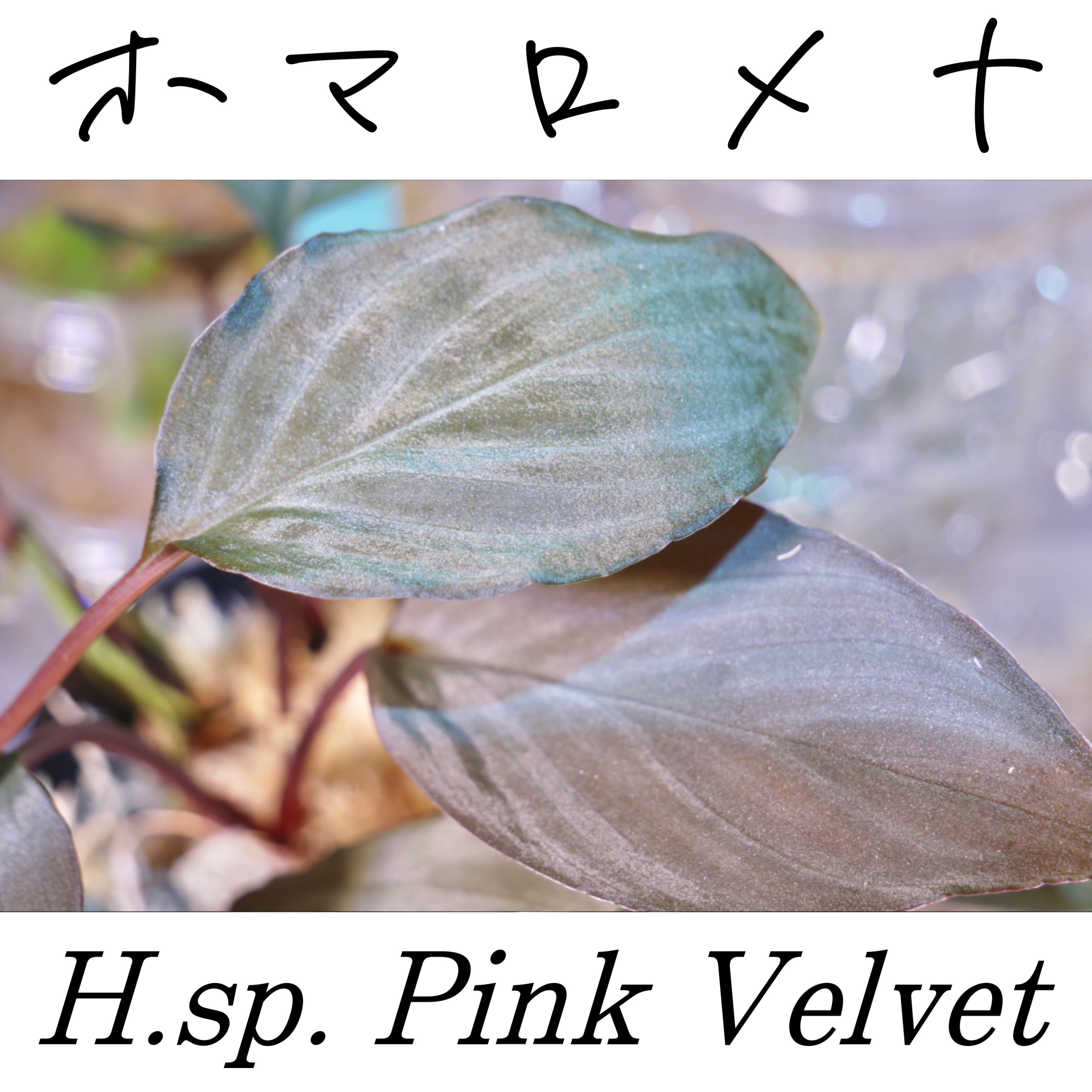 ホマロメナ(ピンクベルベット)
