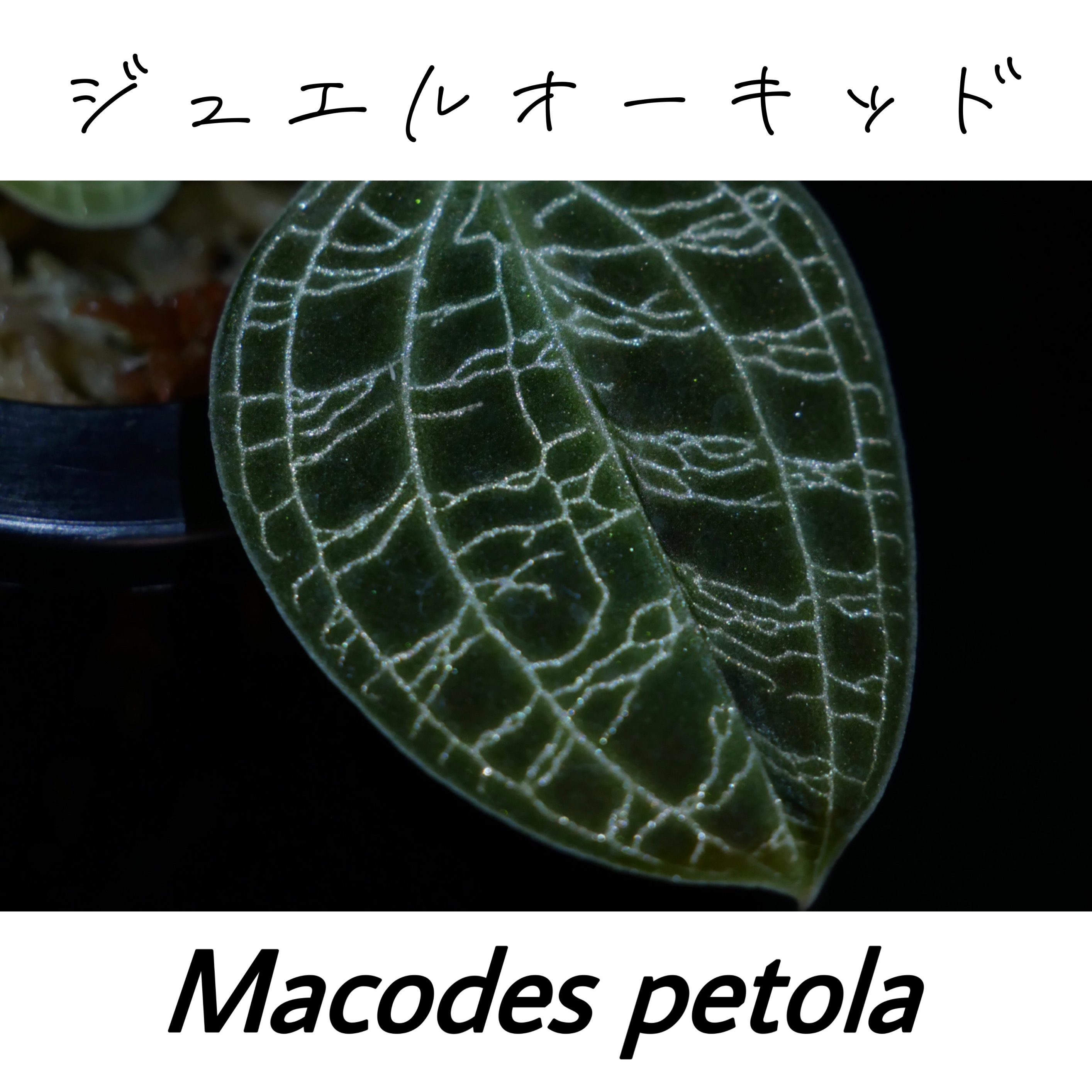 マコデスペトラ(ジュエルオーキッド)