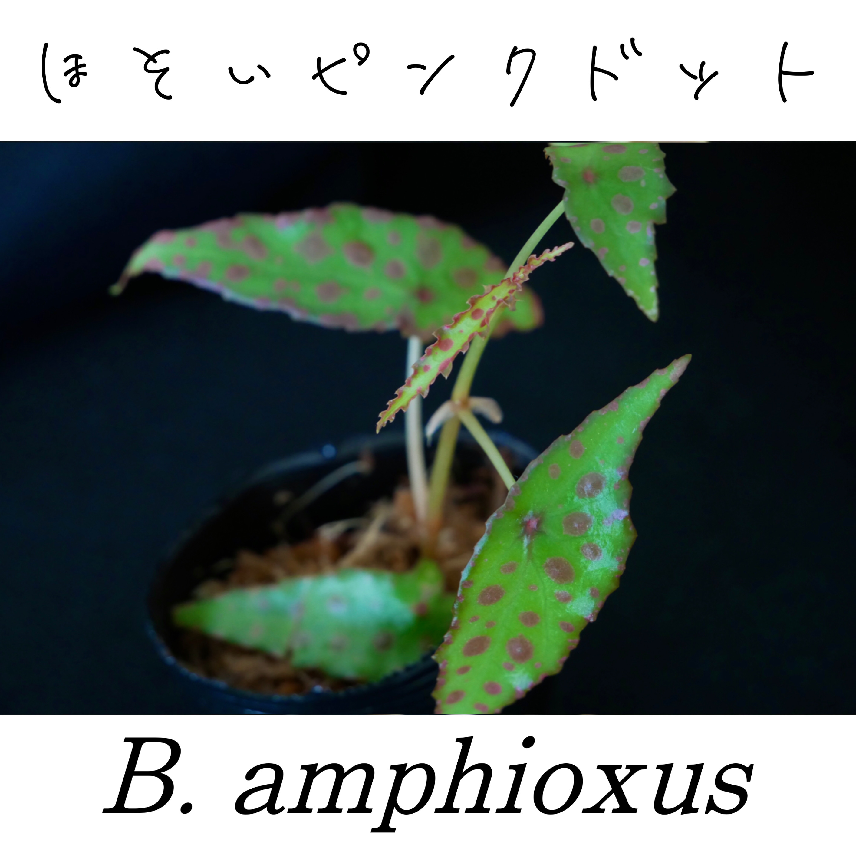 ベゴニア・アンフィオクサス