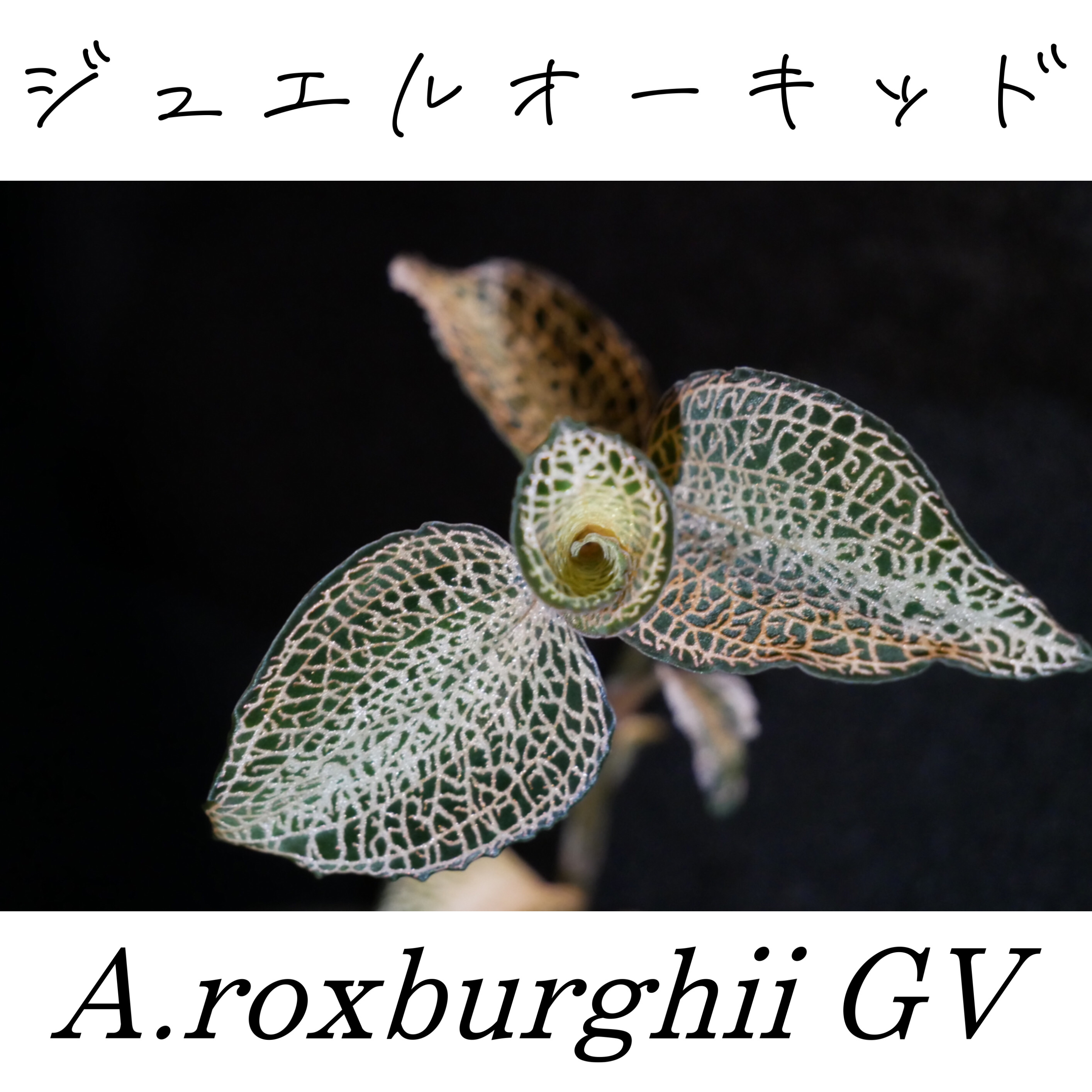 ロクスバーギー・ゴールドベイン