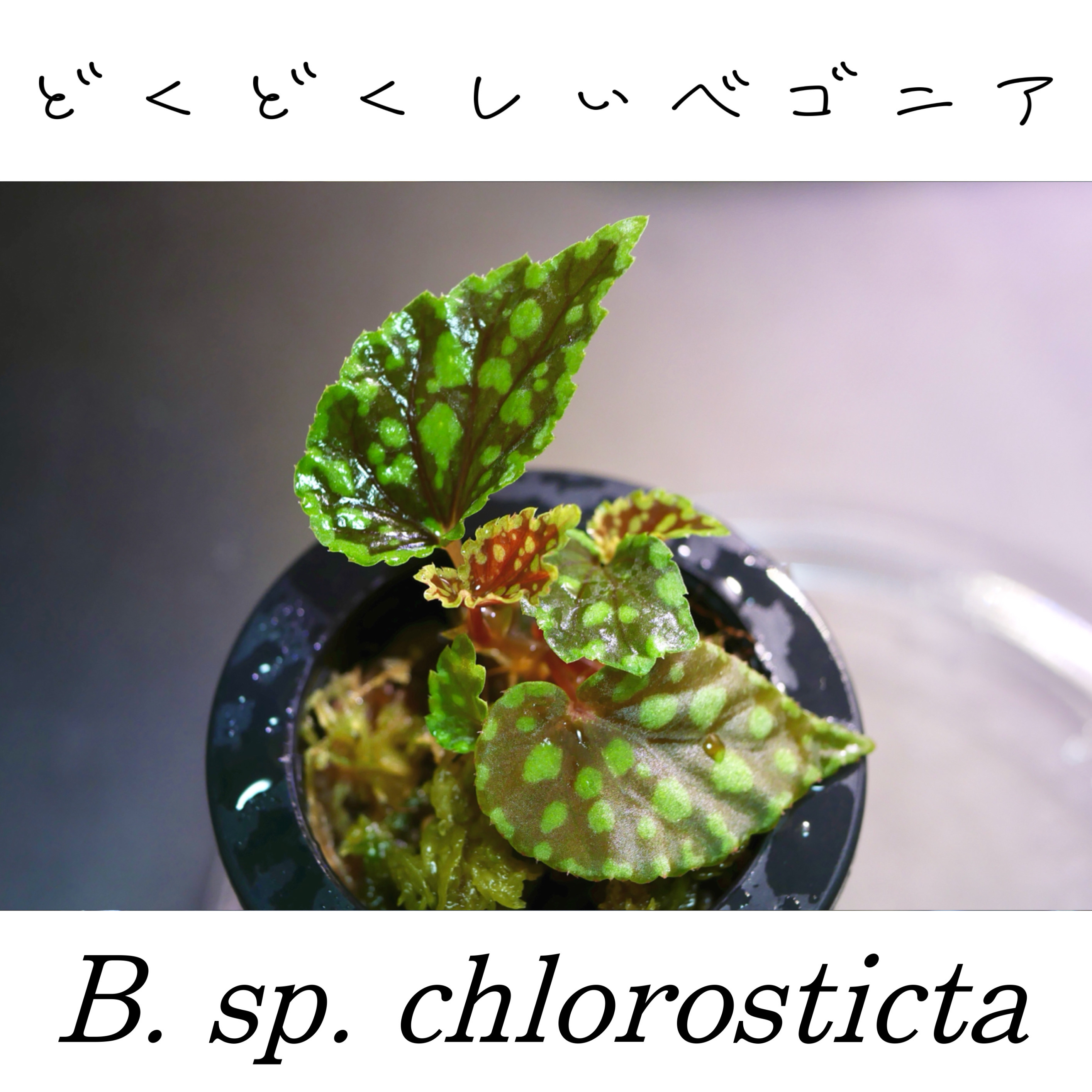 ベゴニア・クロロスティクタ