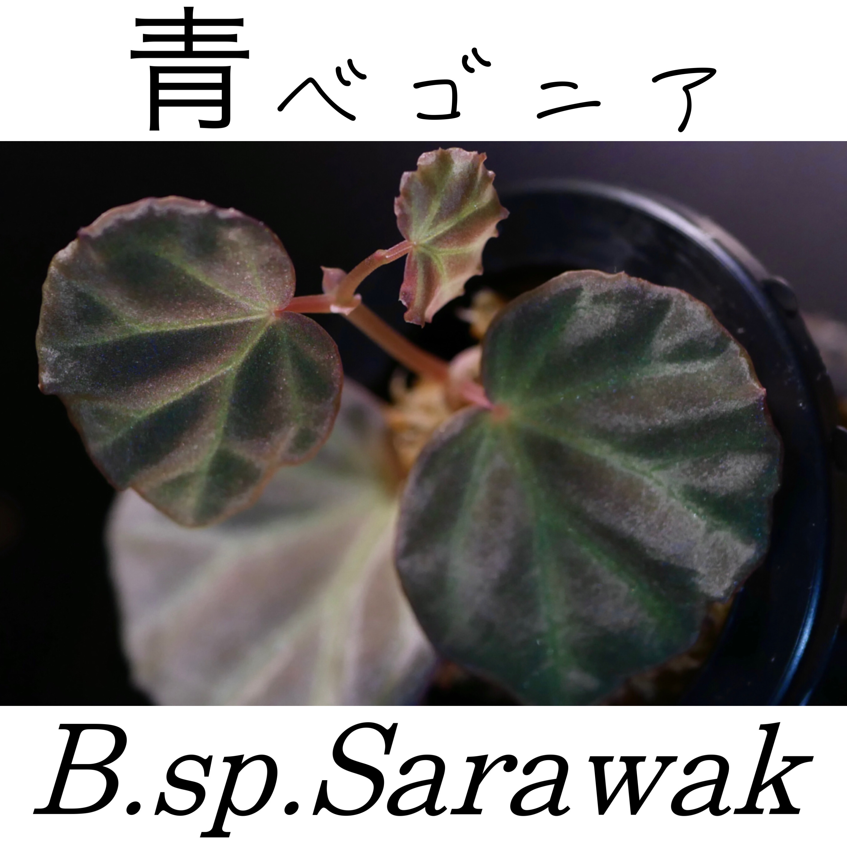 ベゴニア・サラワク