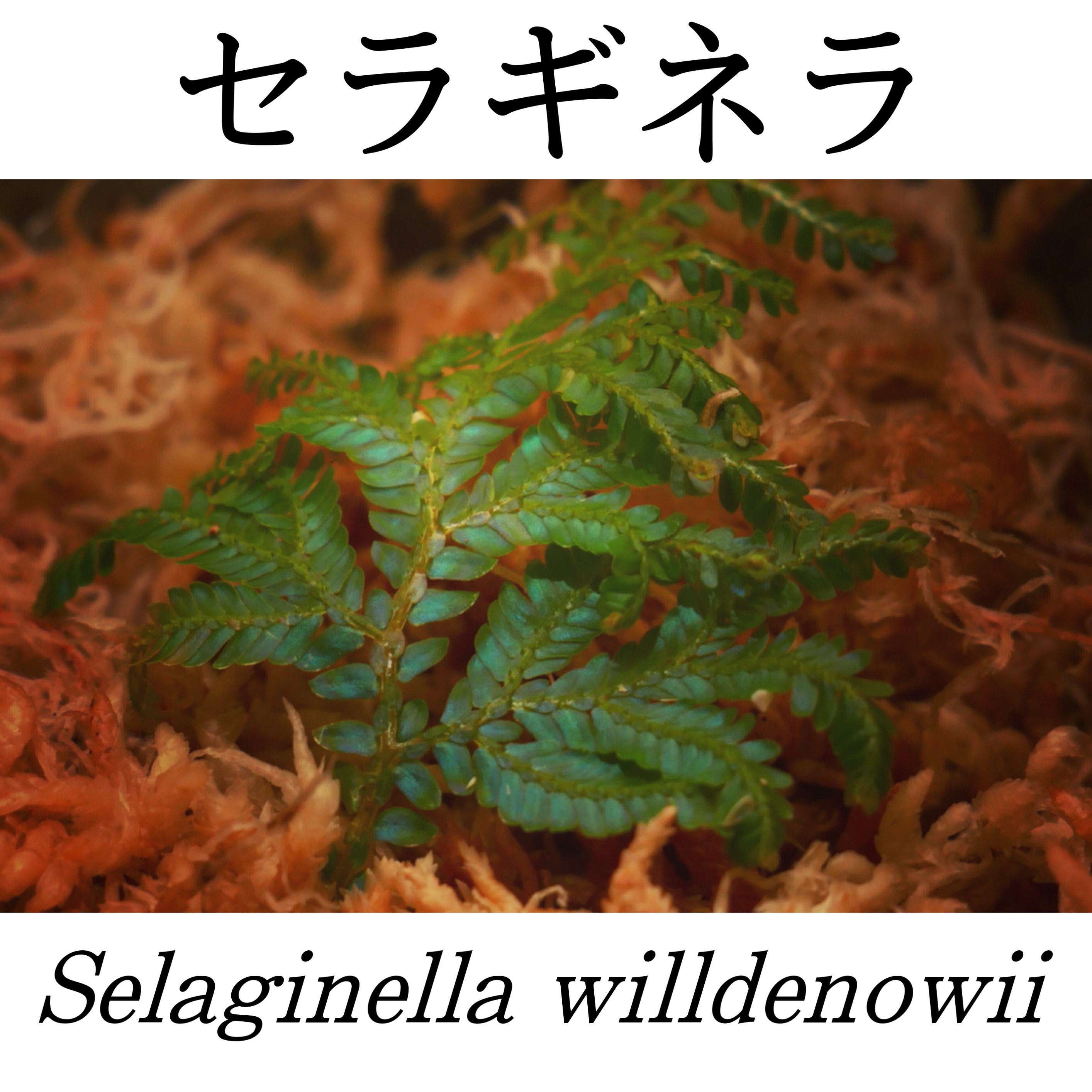 セラギネラ・ウィルデノウィー