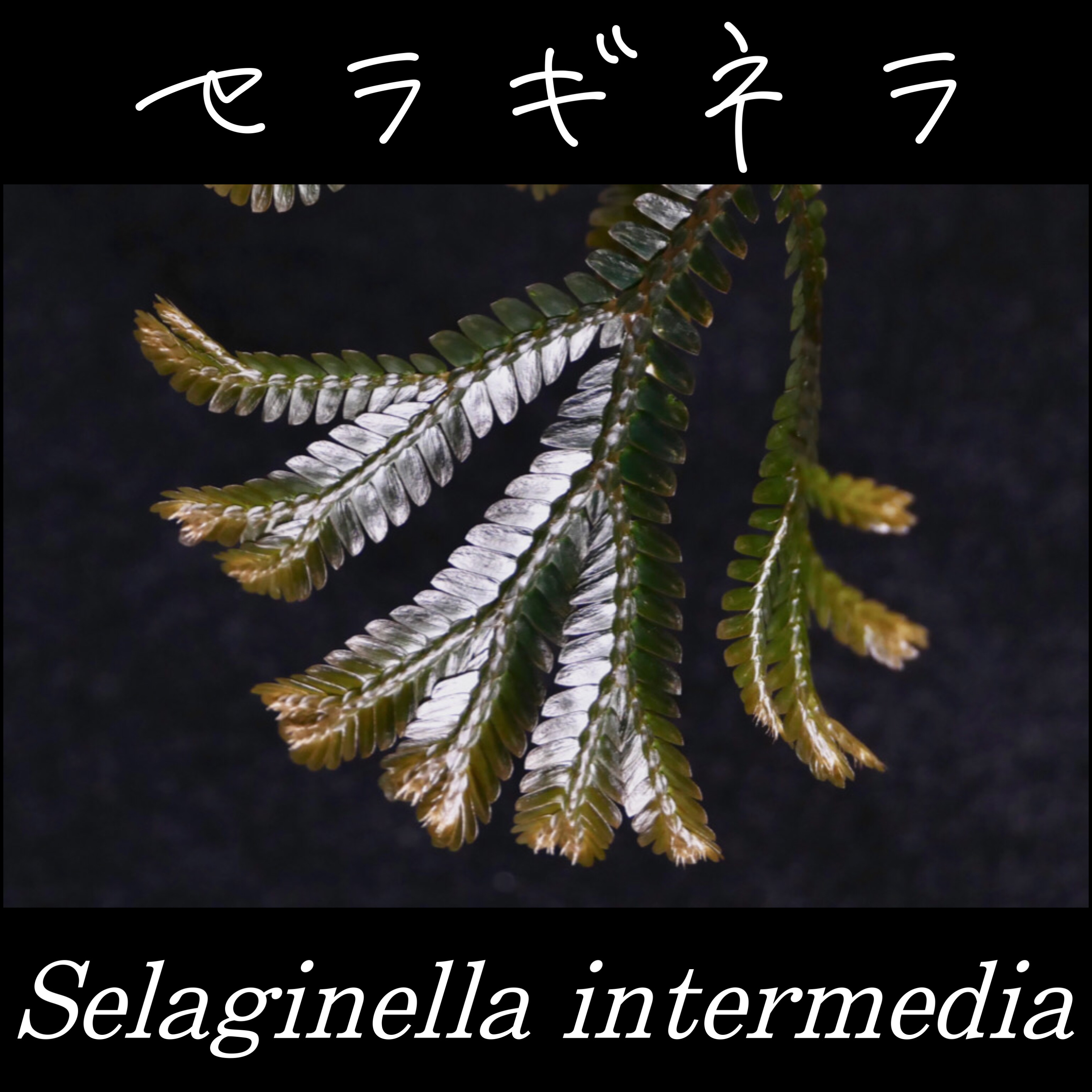 セラギネラ・インターメディア