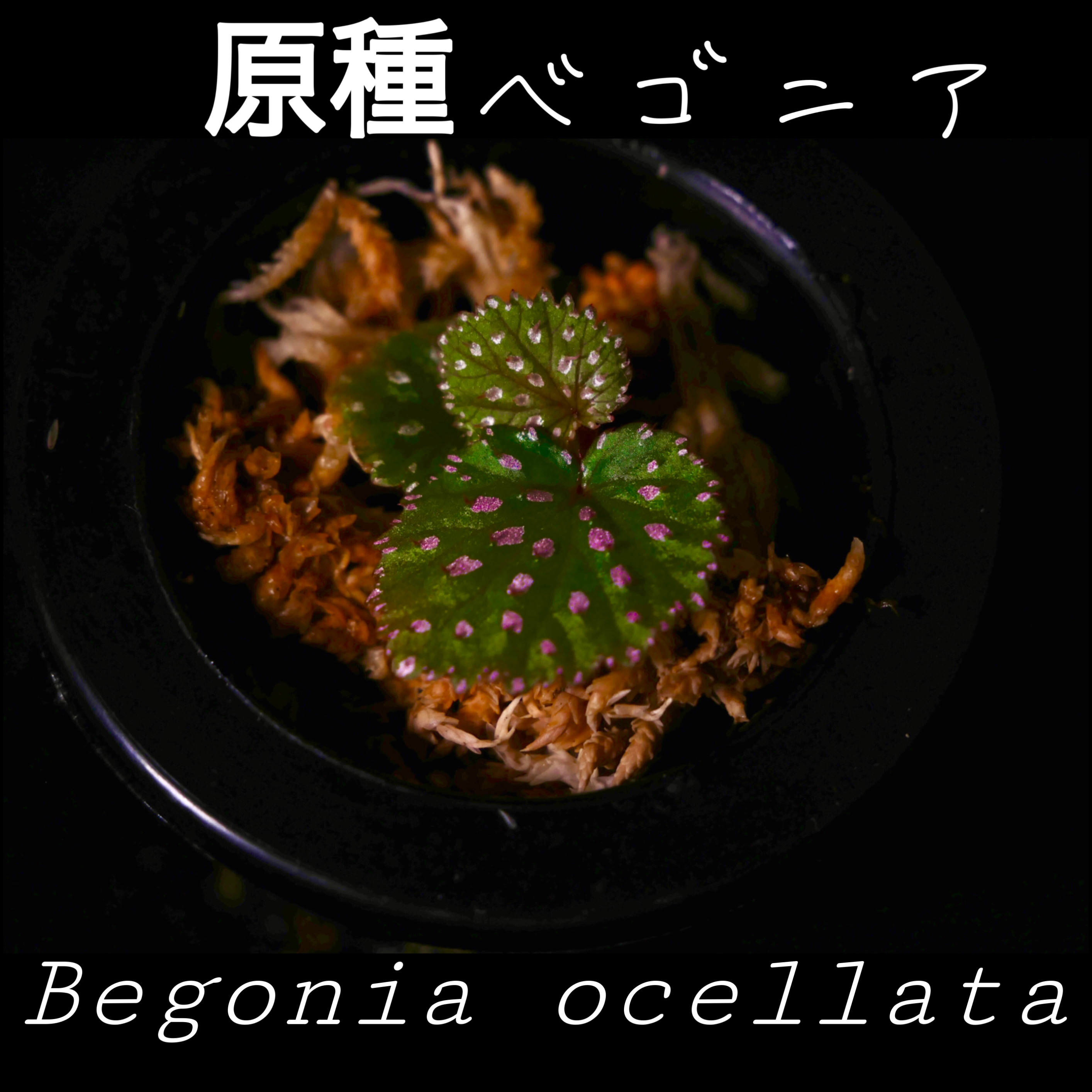 ベゴニア・オケラータ