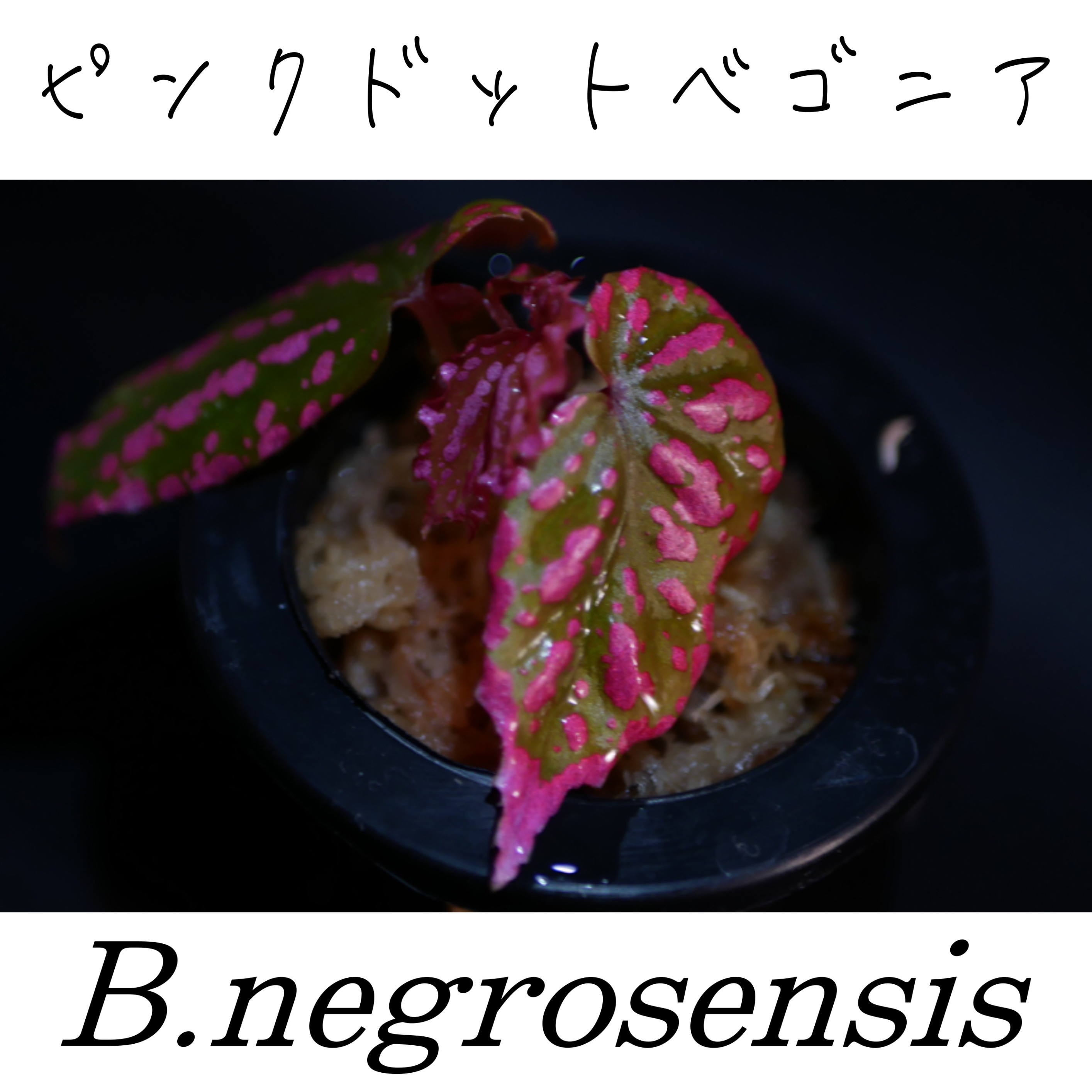 ベゴニア・ネグロセンシス