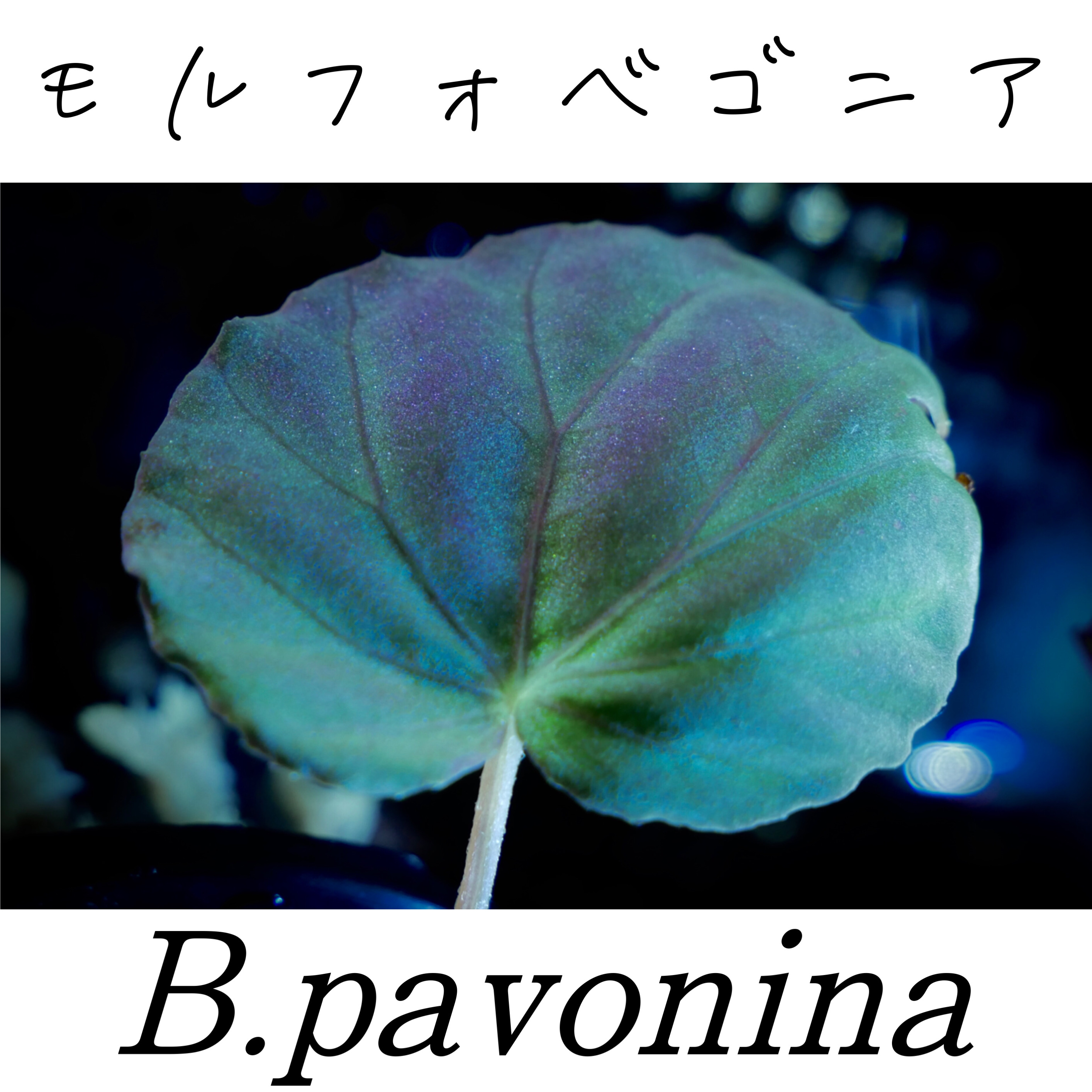 ベゴニア・パボニナ