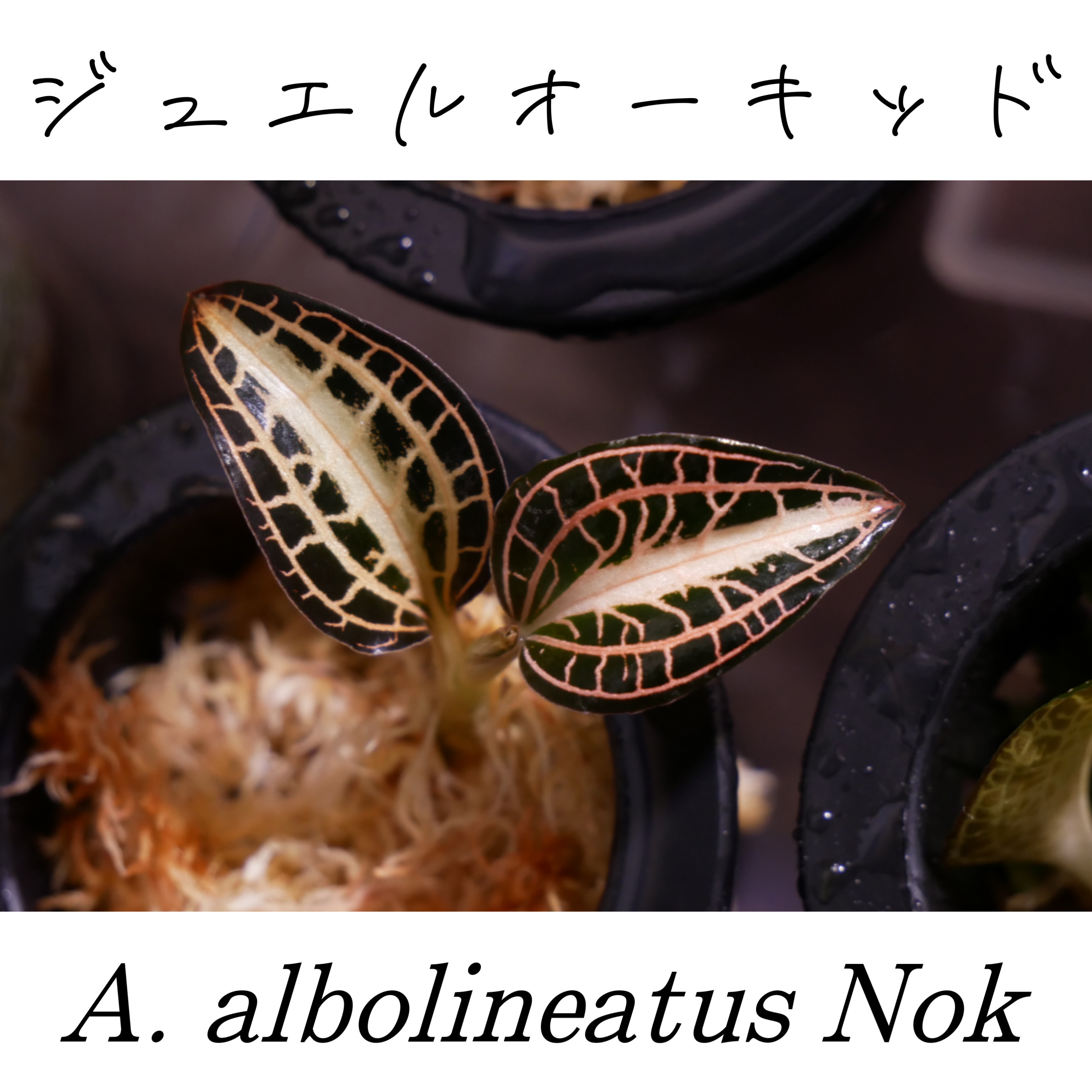 アネクトキルス・アルボリネアータス・ノック