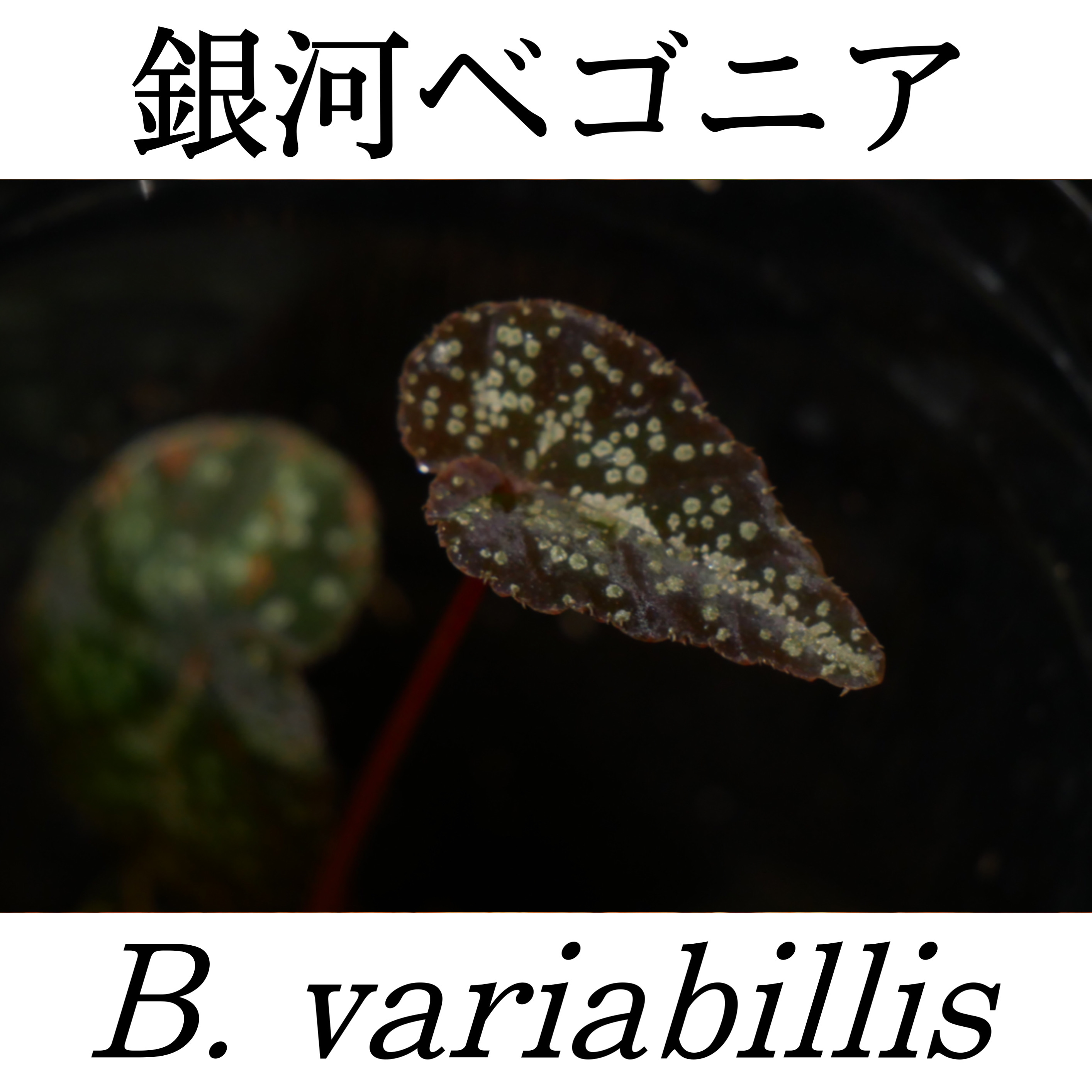 ベゴニア・バリアビリス(銀河)