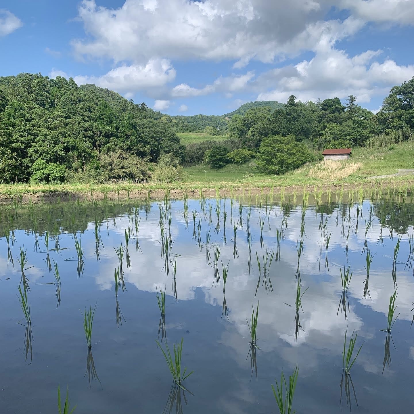 田畑でフィールドと生き物の観察