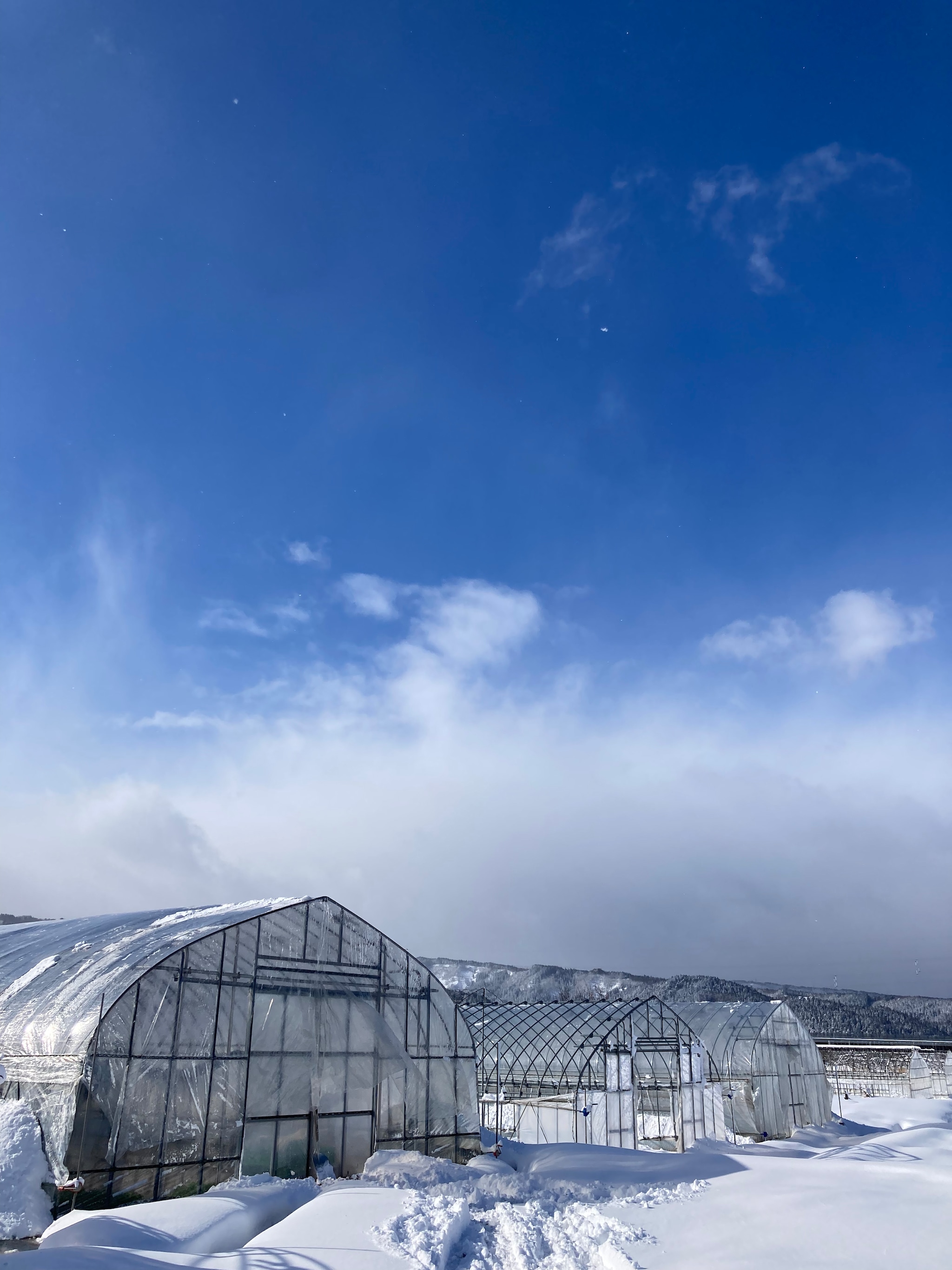 今シーズンセリのご注文の終了について