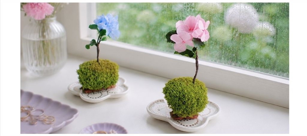梅雨のお部屋をそっと彩る 紫陽花の苔玉💠