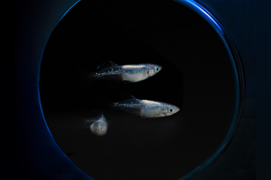 AQUA RABEL公式SHOPサイトをOPENしました。