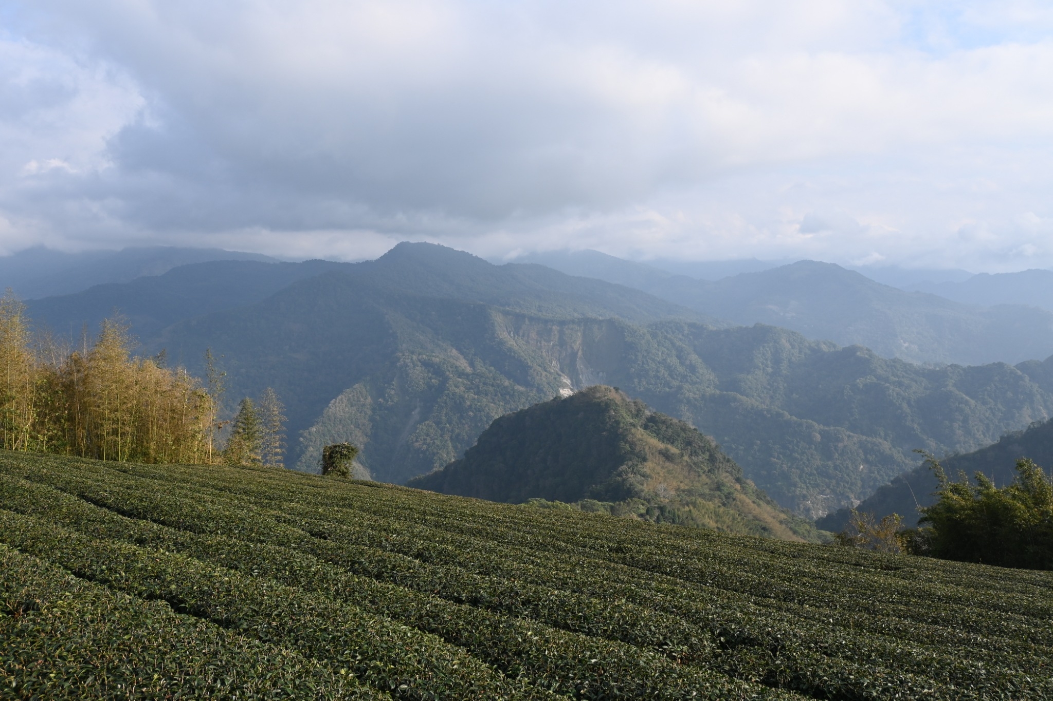 阿里山茶区 - 台湾屈指の高山茶生産地のご紹介
