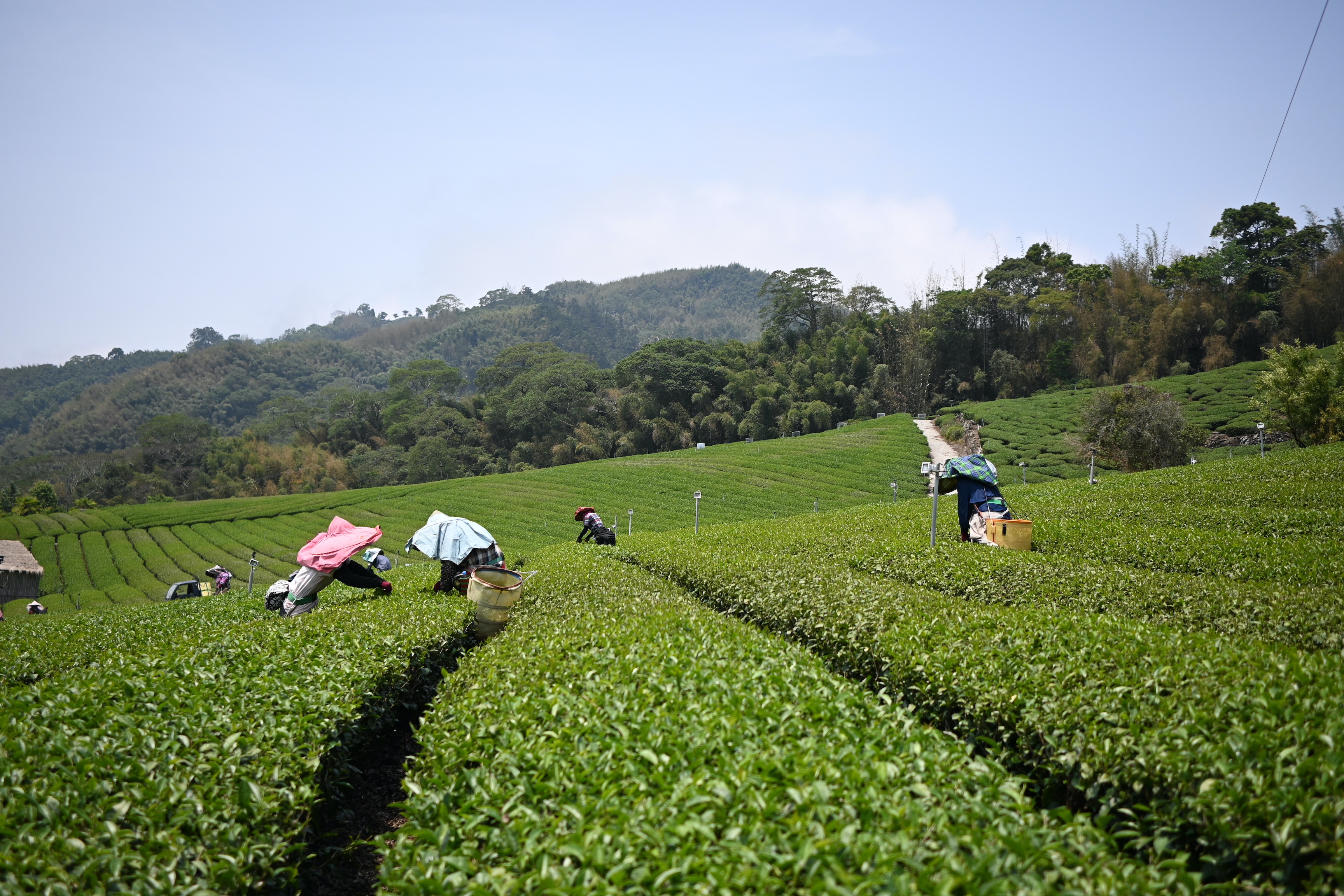2024年春茶入荷のお知らせ