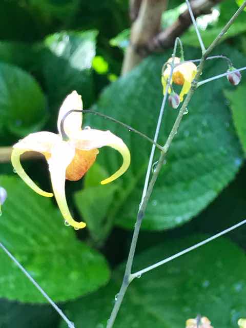 イカリソウ　エピメディウム　アンバークイーンの開花