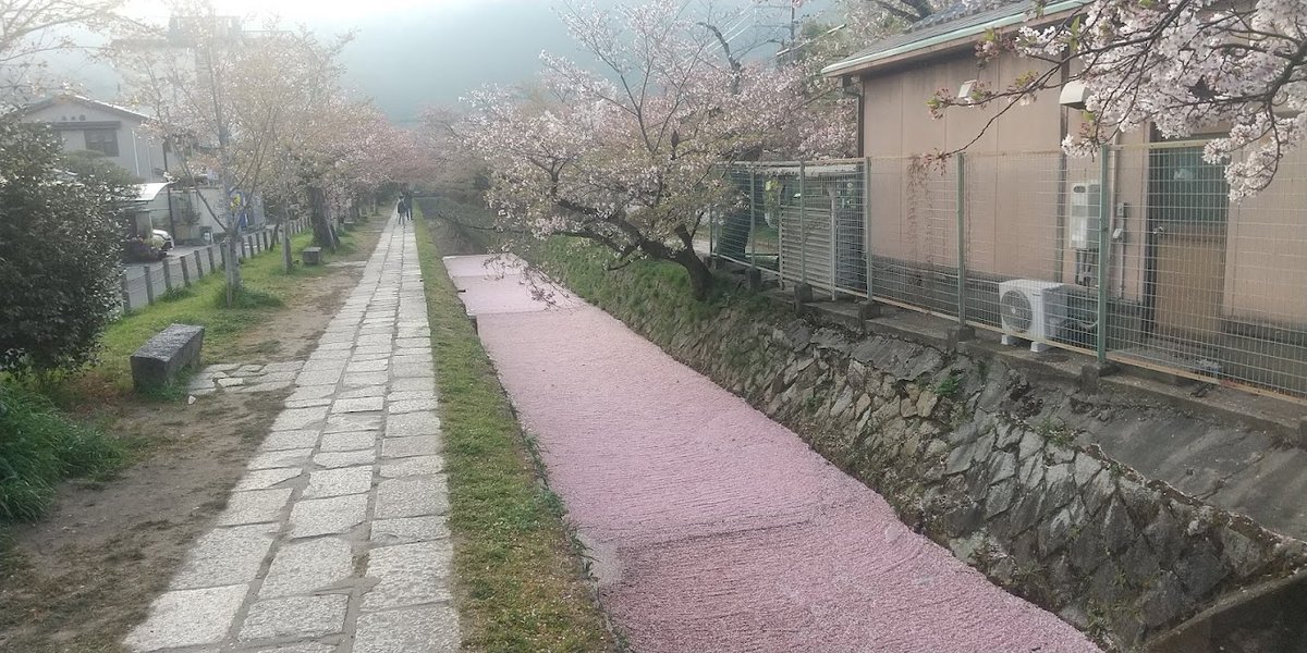弊社近くの桜の散る姿が美しいの巻