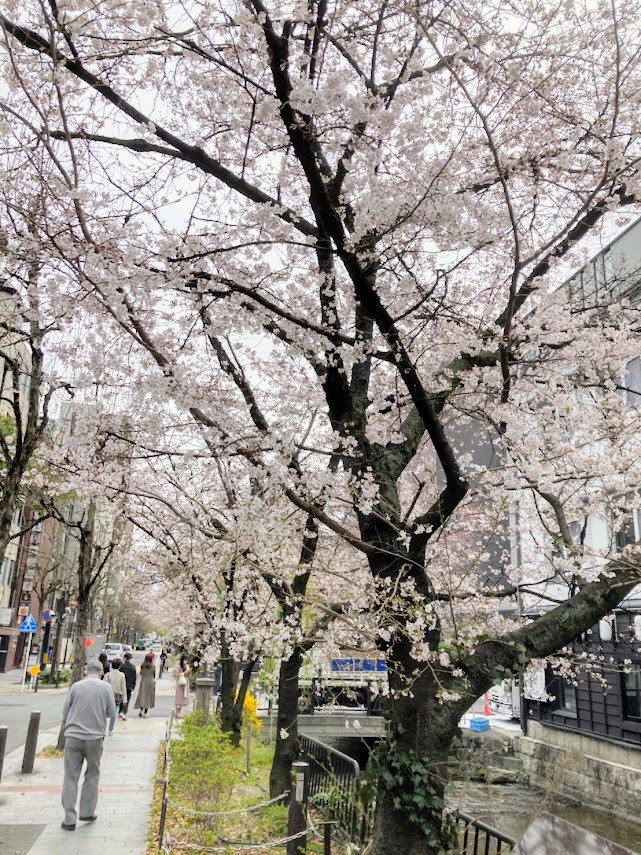 弊社、日本蚕毛染色㈱がある京都、伏見は、桜が満開です。