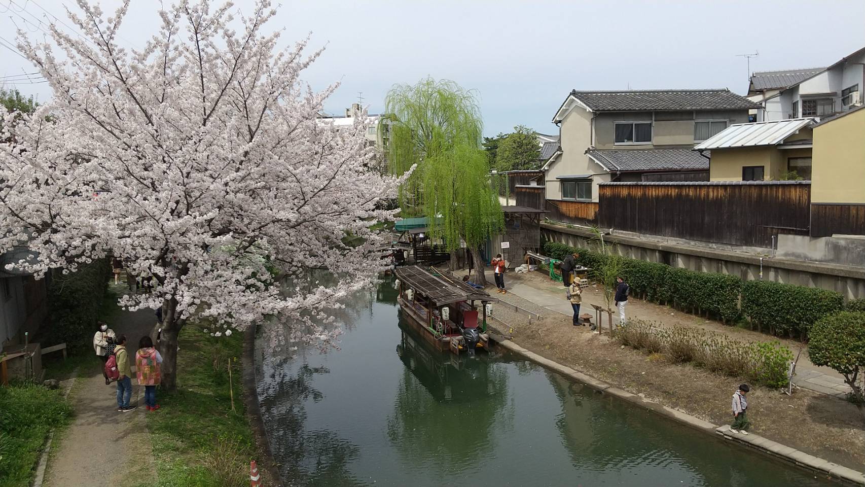 弊社、日本蚕毛染色がある伏見の地の酒蔵も満開の桜に彩られてます。