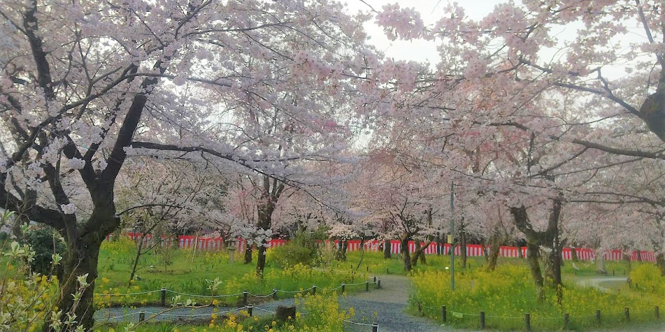 弊社スタッフが Twitterに挙げた京都の桜の景色が素晴らしかったので 拝借して皆さんにおすそ分け